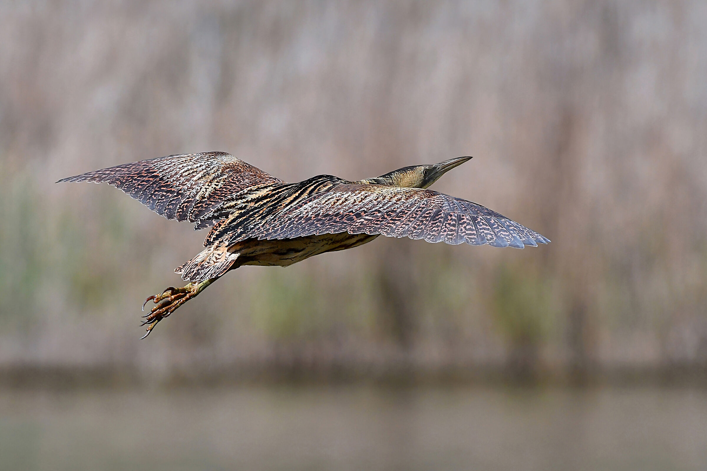 Il fantasma dei canneti     ( Tarabuso )