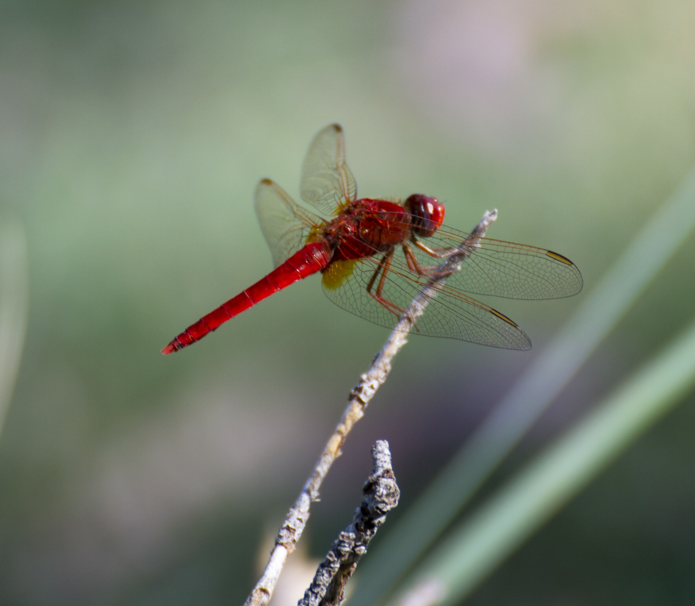 Una magnifica libellula rossa