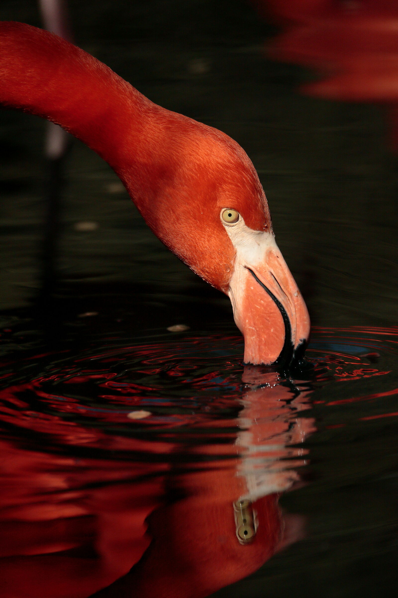Alla ricerca di nutrimento