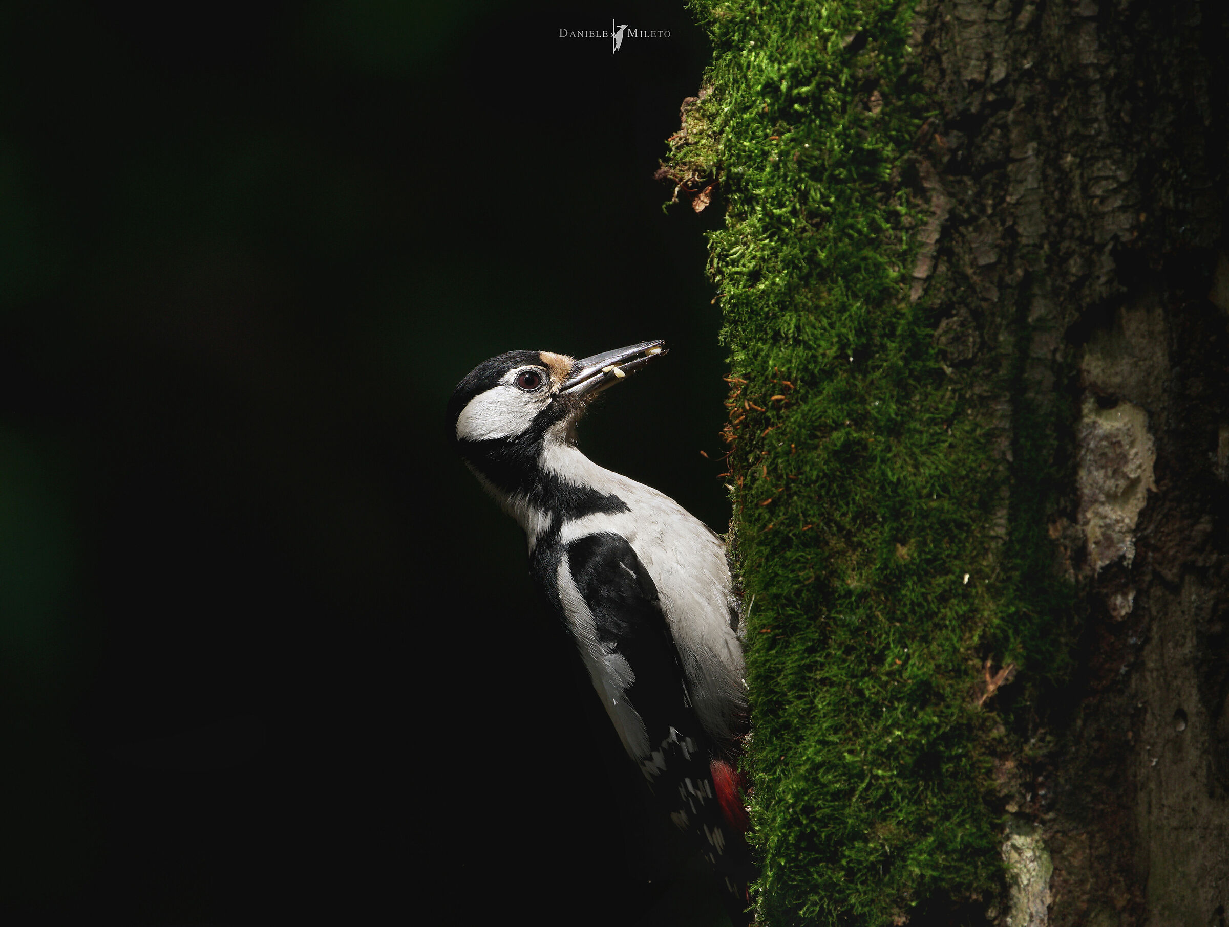 picchio rosso maggiore