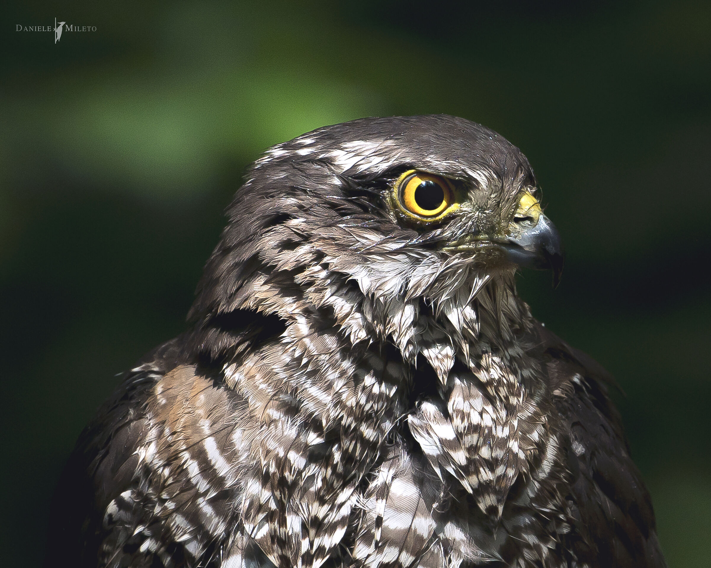 Sparviero ultimo raggio di luce nel bosco