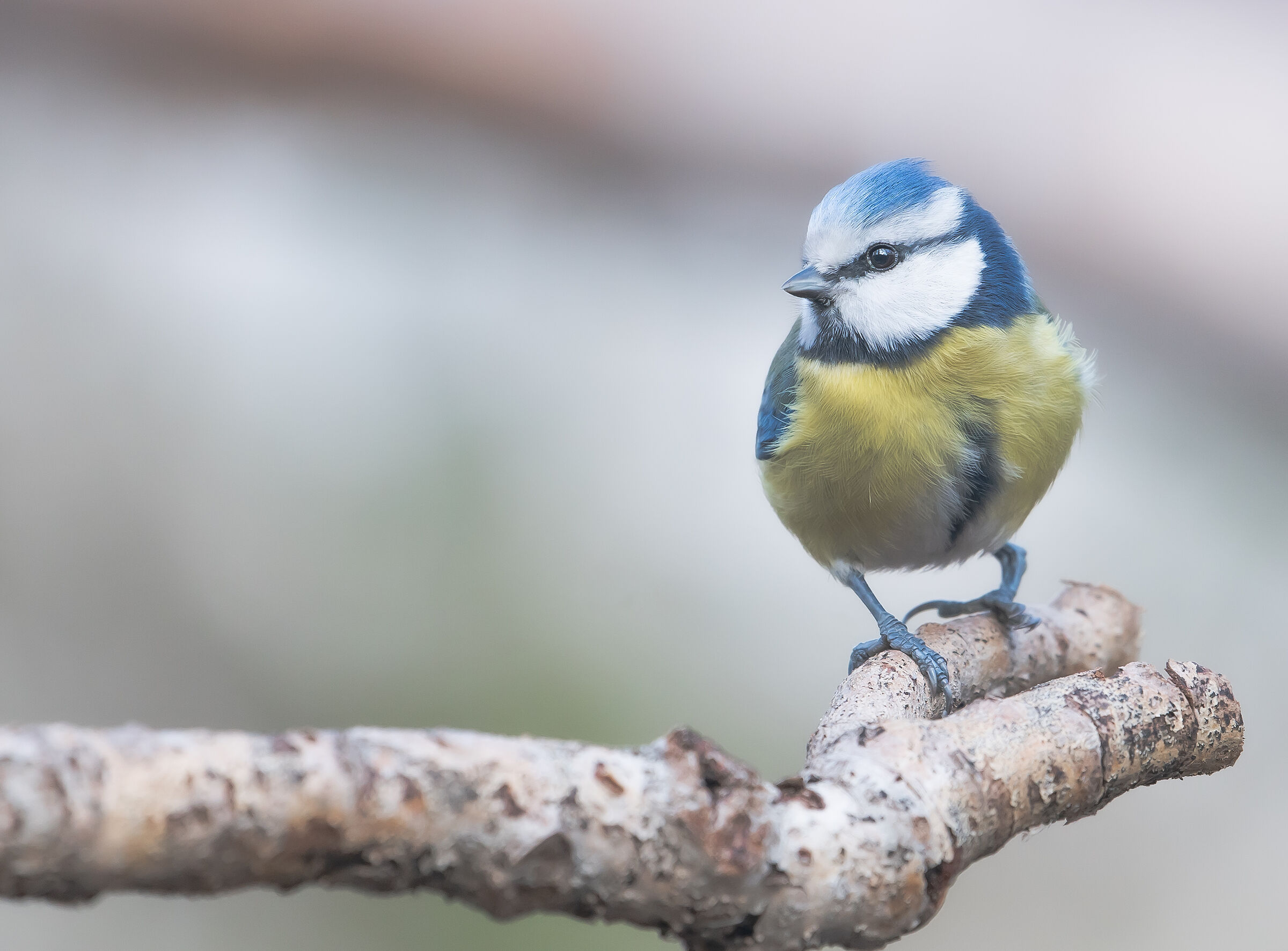 cinciarella invernale