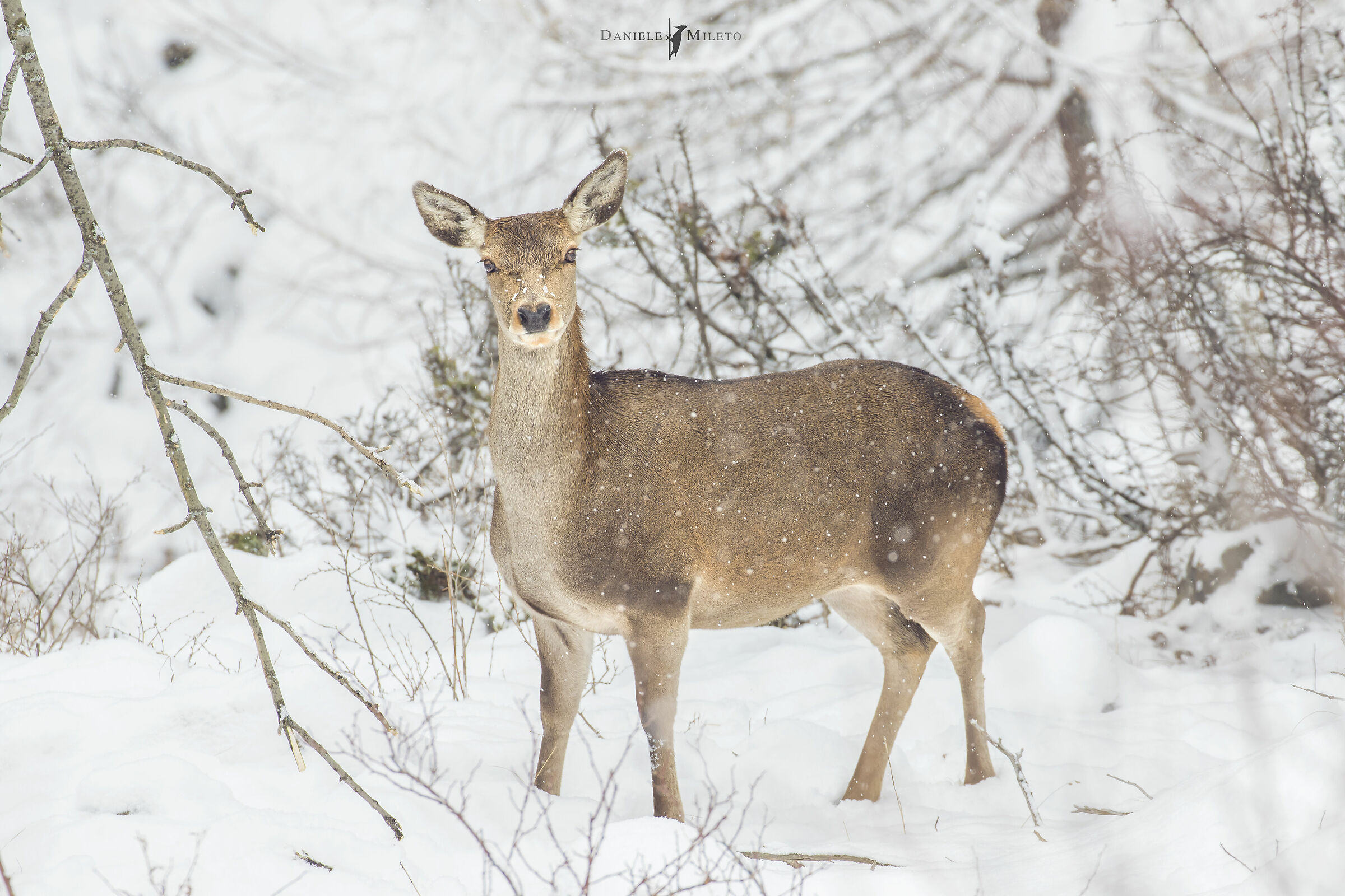 cerva nella neve