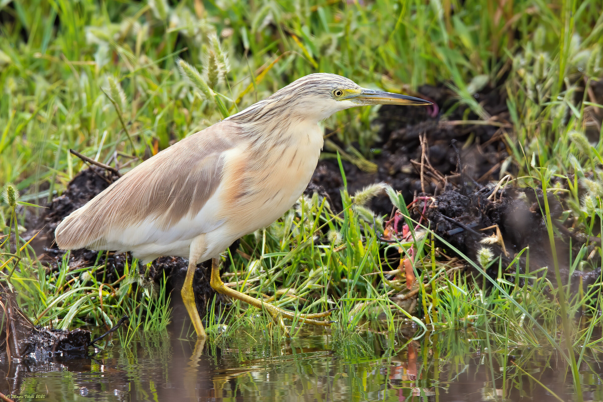 Sgarza Ciuffetto (Ardeola railides)