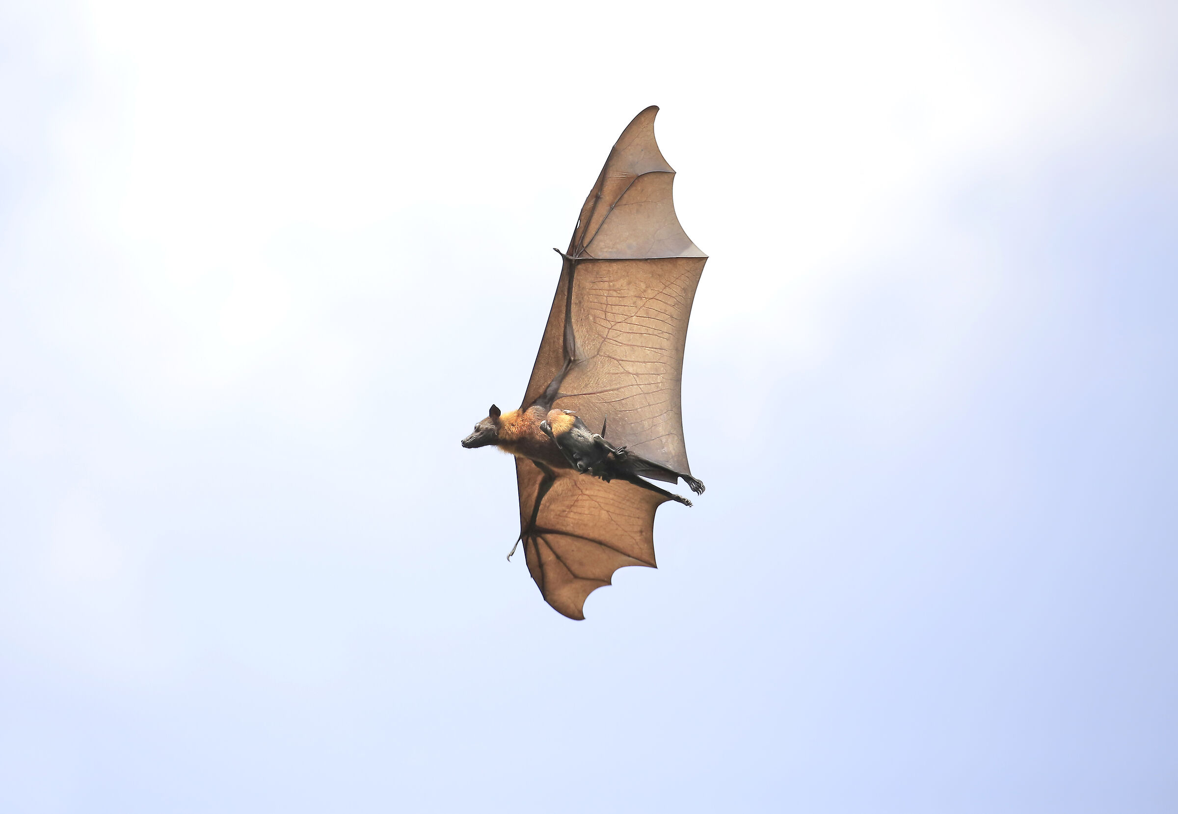 Fly fox in volo con prole - Sri lanka