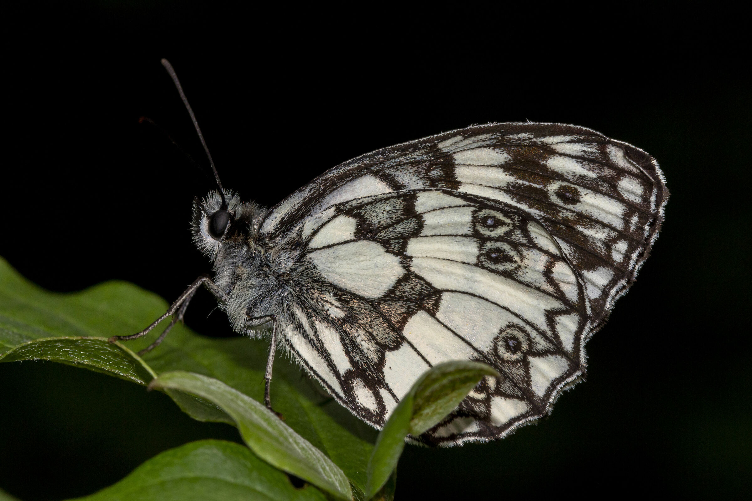 Melanargia