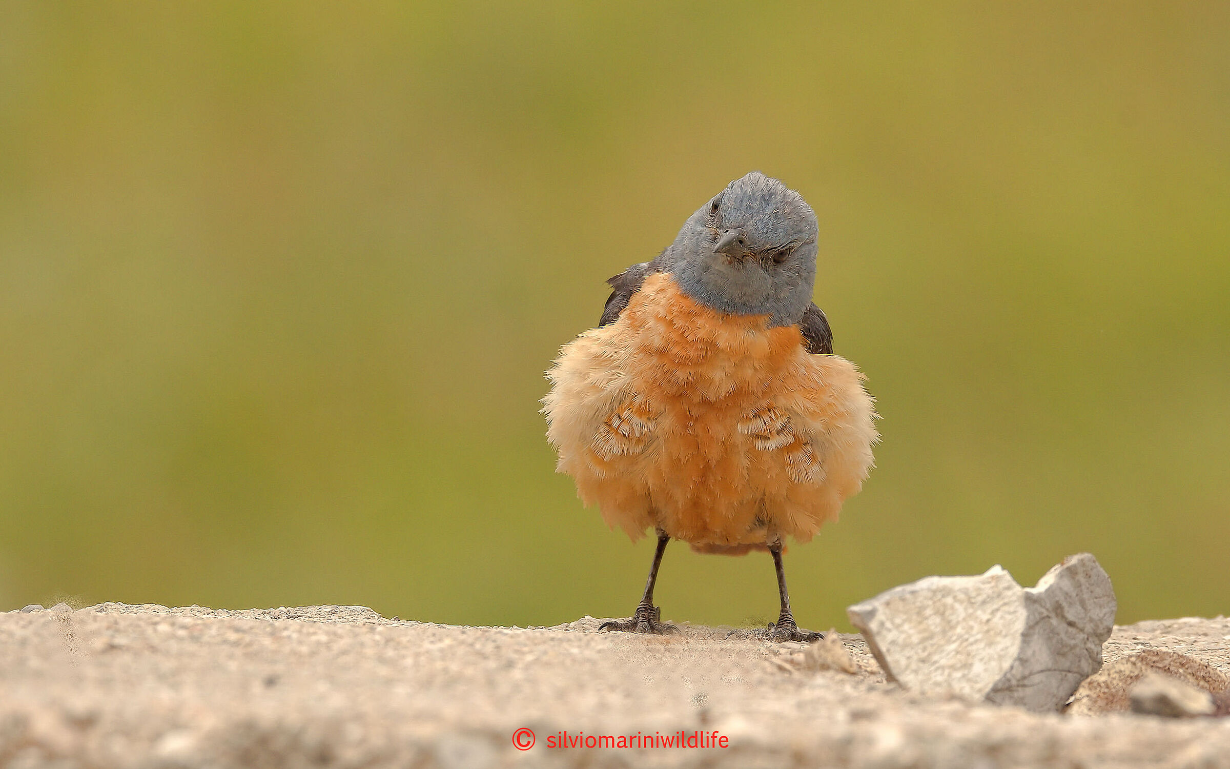 Codirossone (Monticola saxatilis)