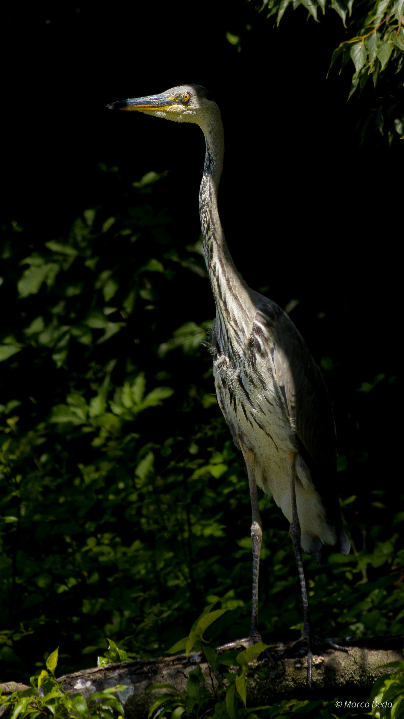 Sentinella.