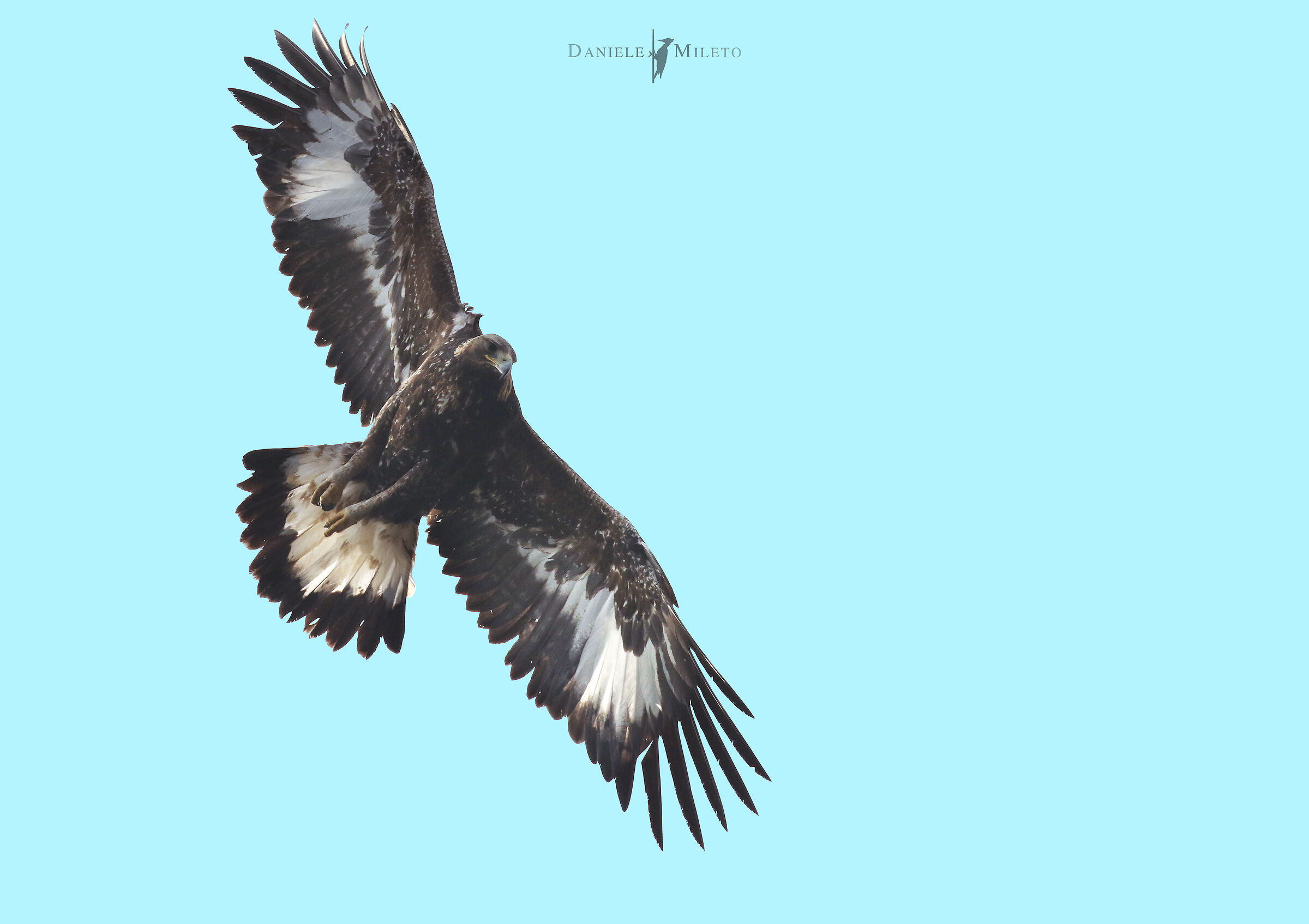 aquila reale - Alpi Cozie