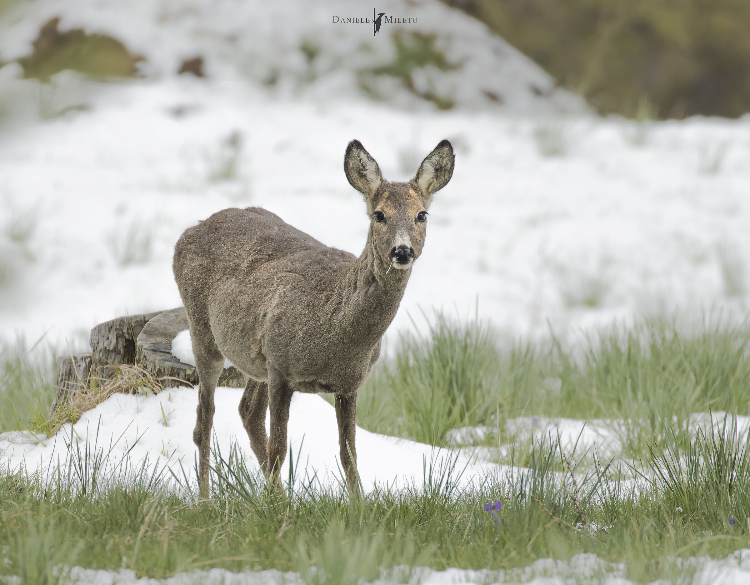 Capriolo - Alpi Cozie