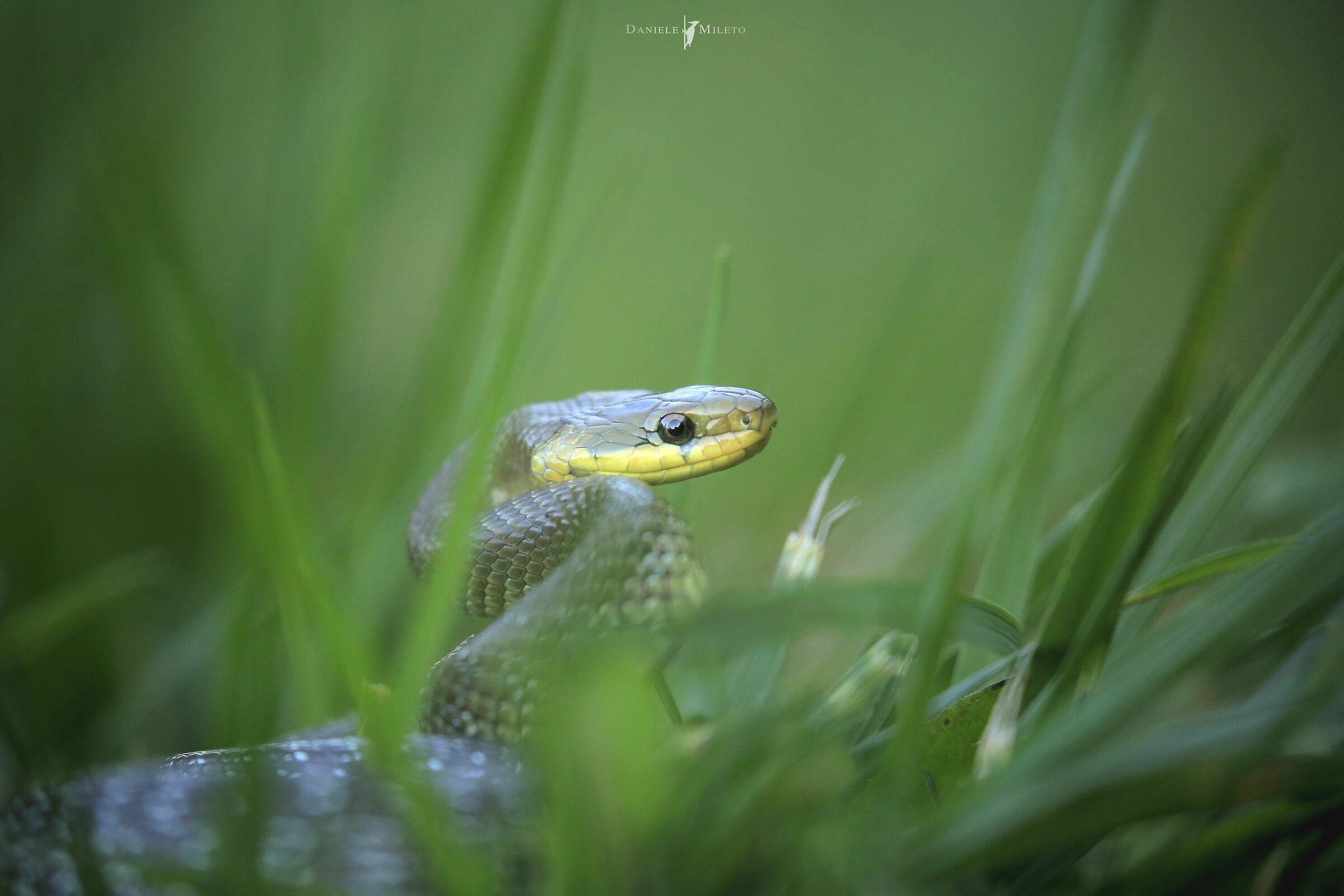 Saettone - Appennino reggiano