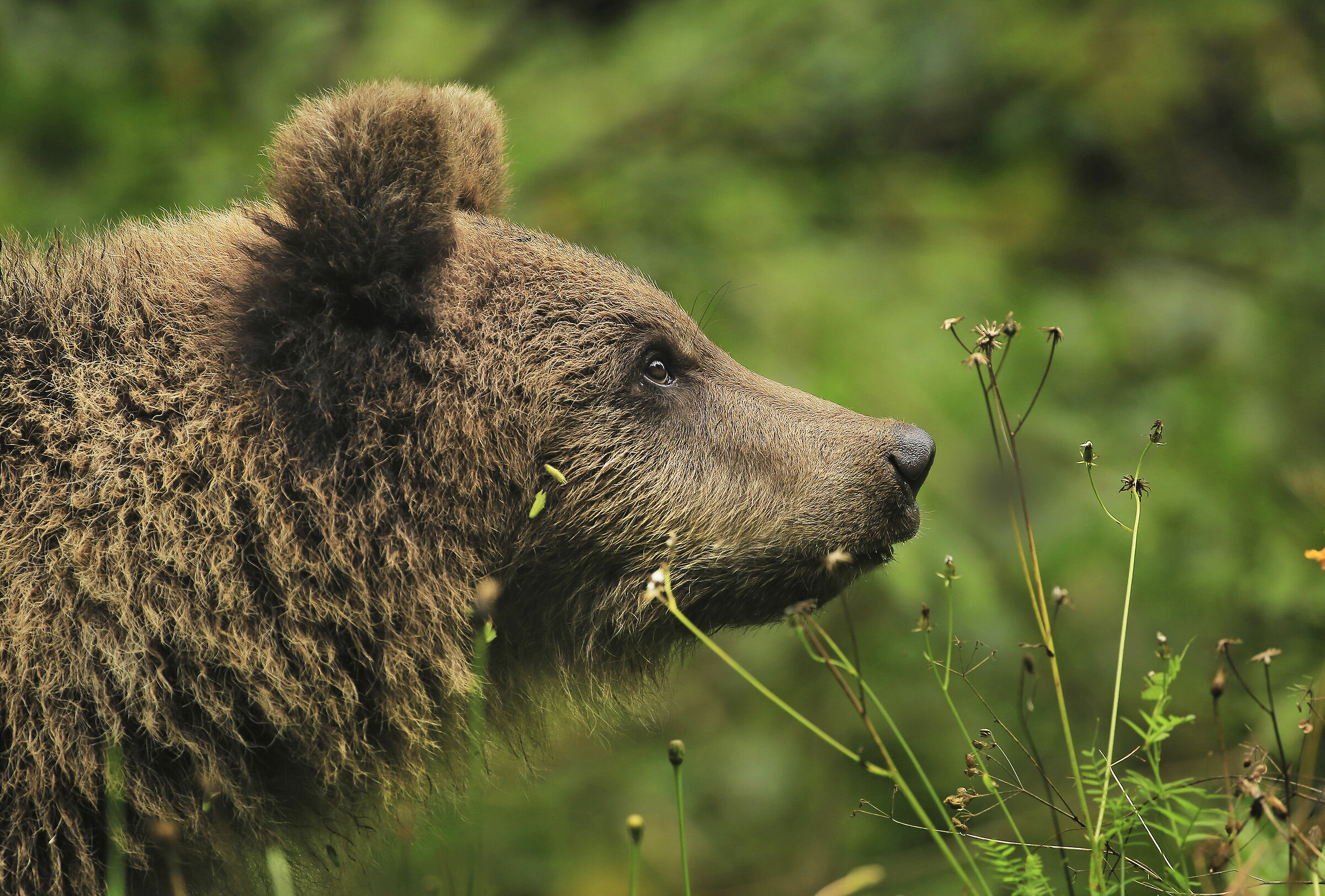 Orso sul carso sloveno