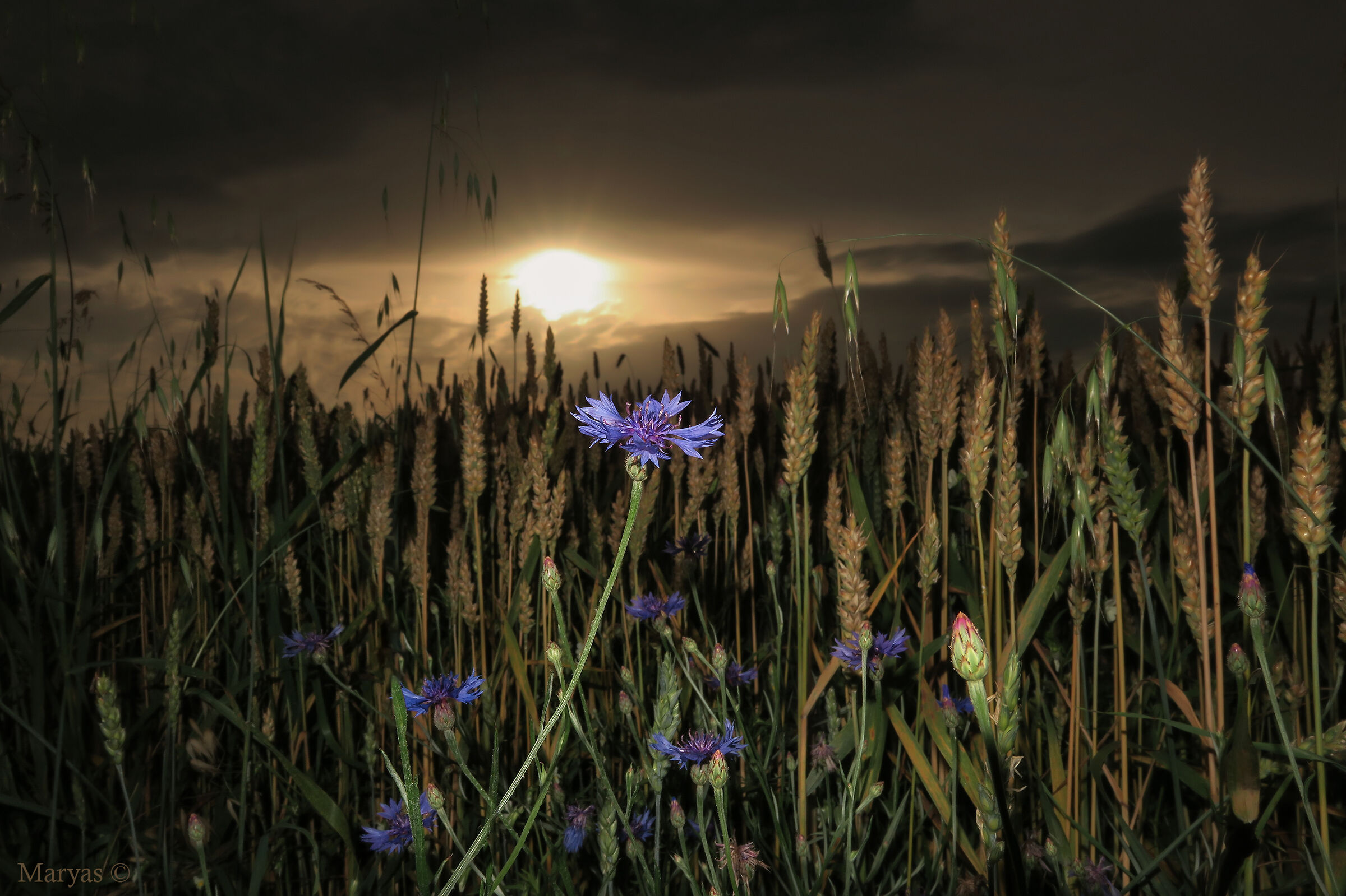 Ultime luci sui fiordalisi