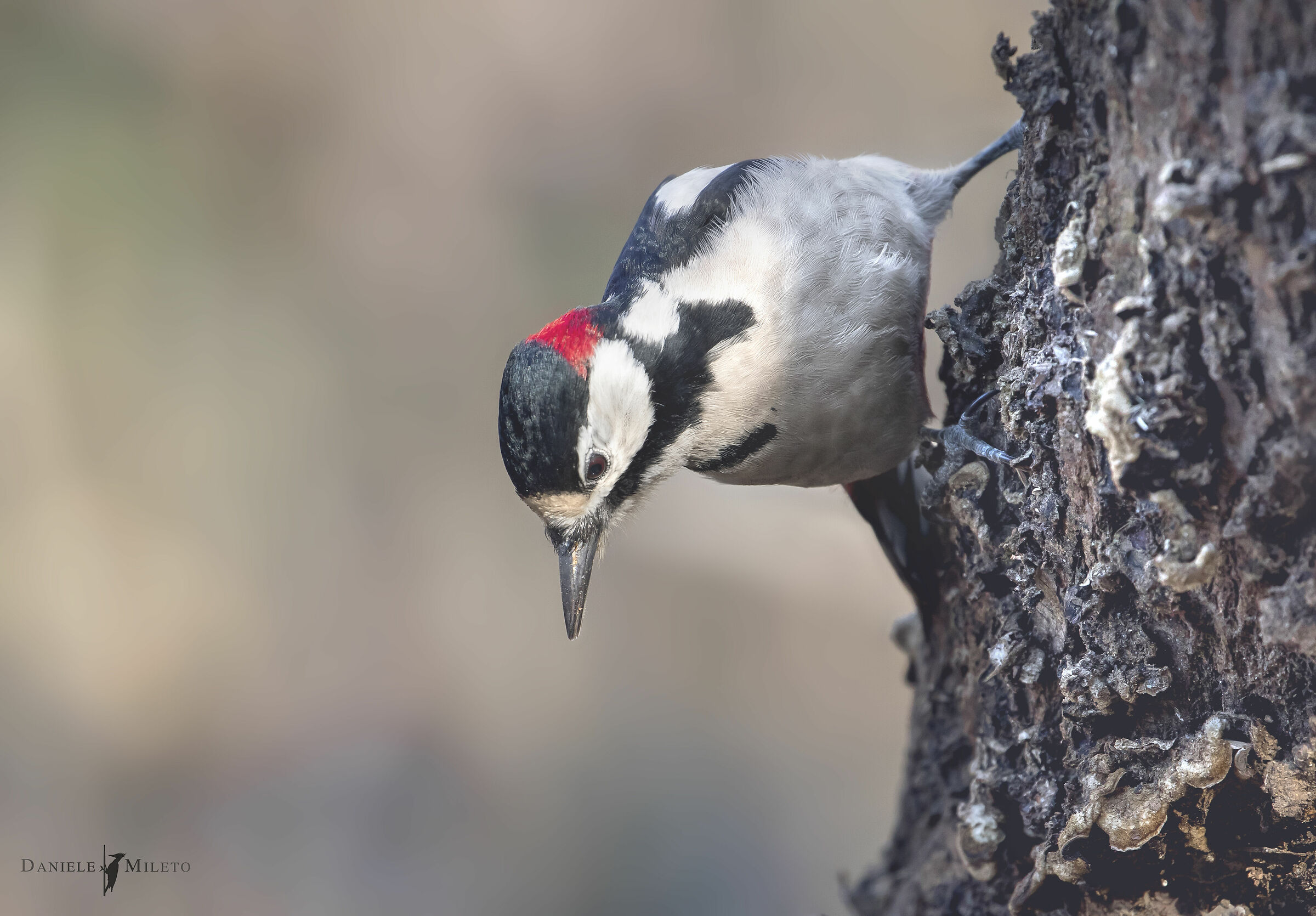 a testa bassa..Picchio rosso maggiore dendrocopos major