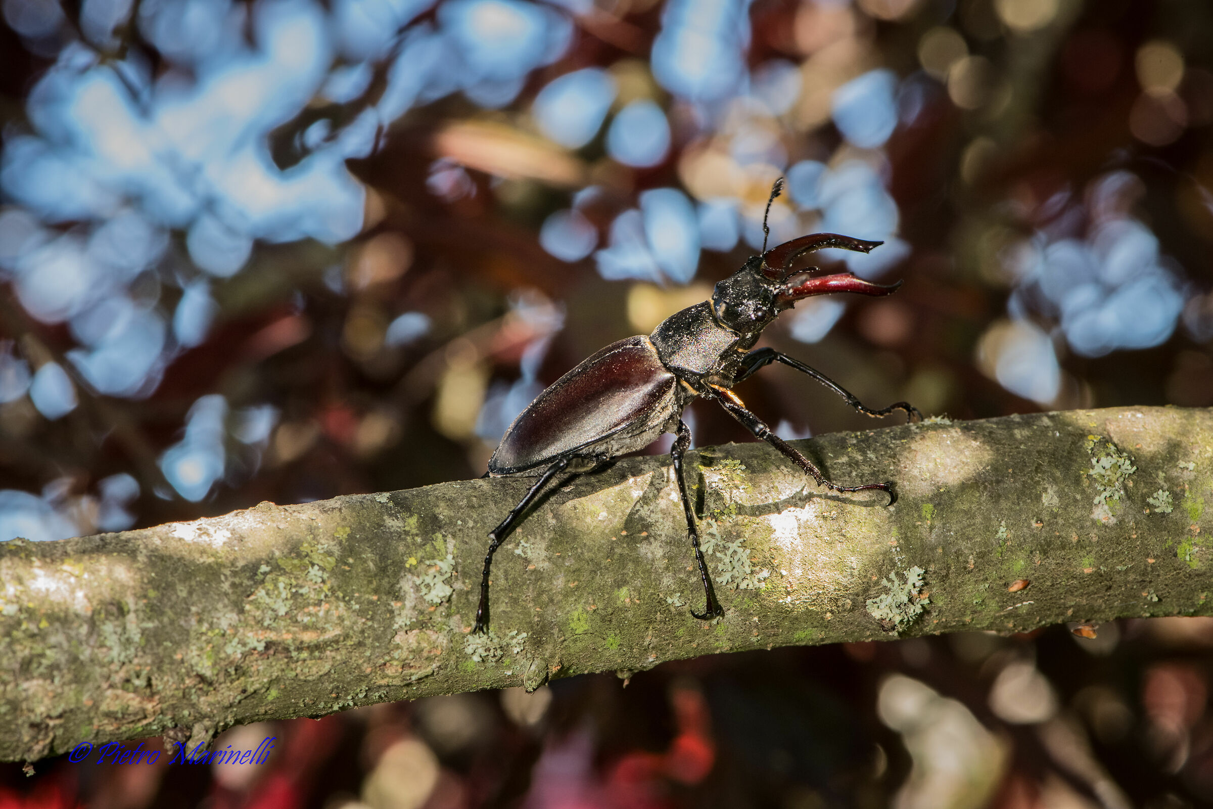 lucanus deer