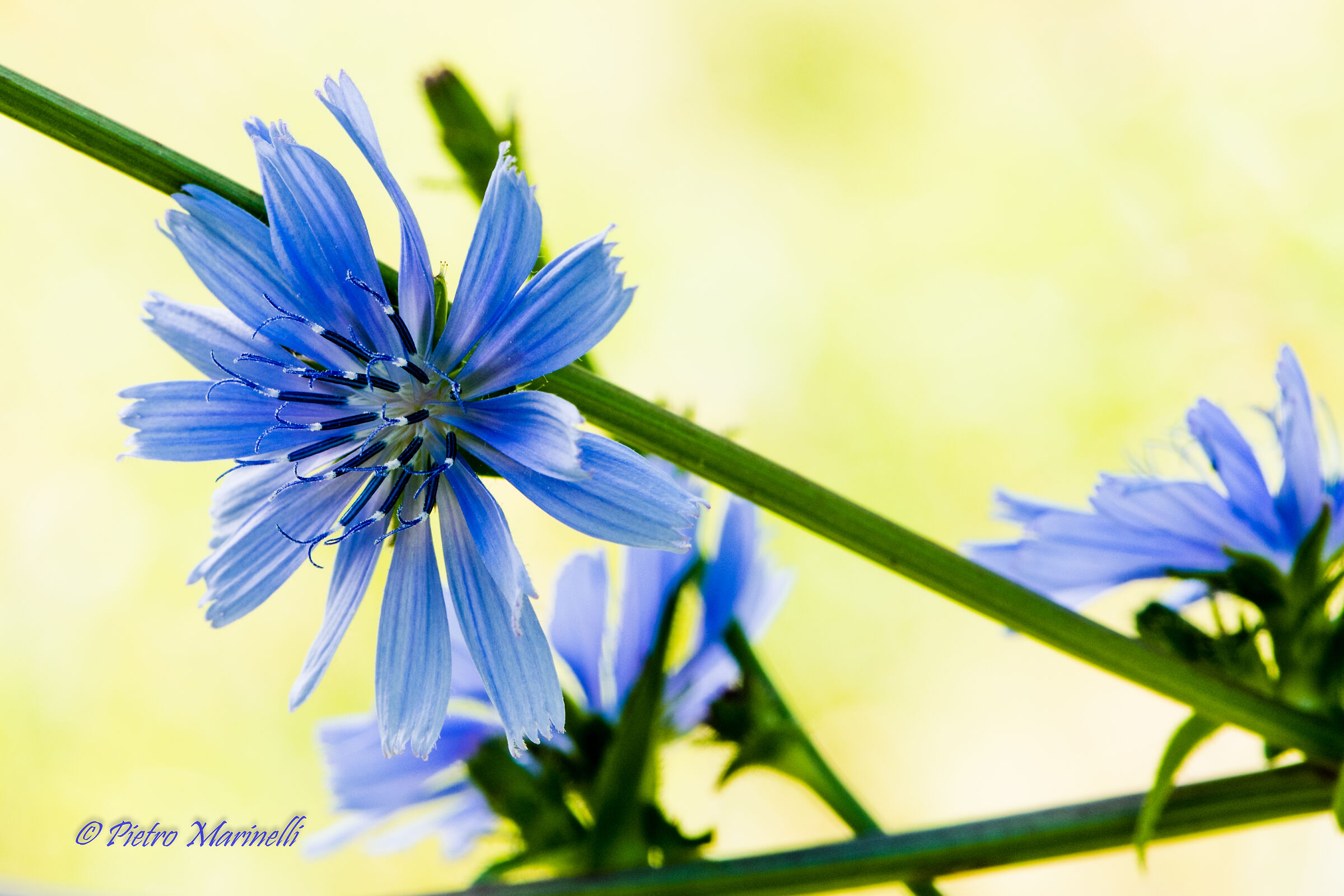 Chicory