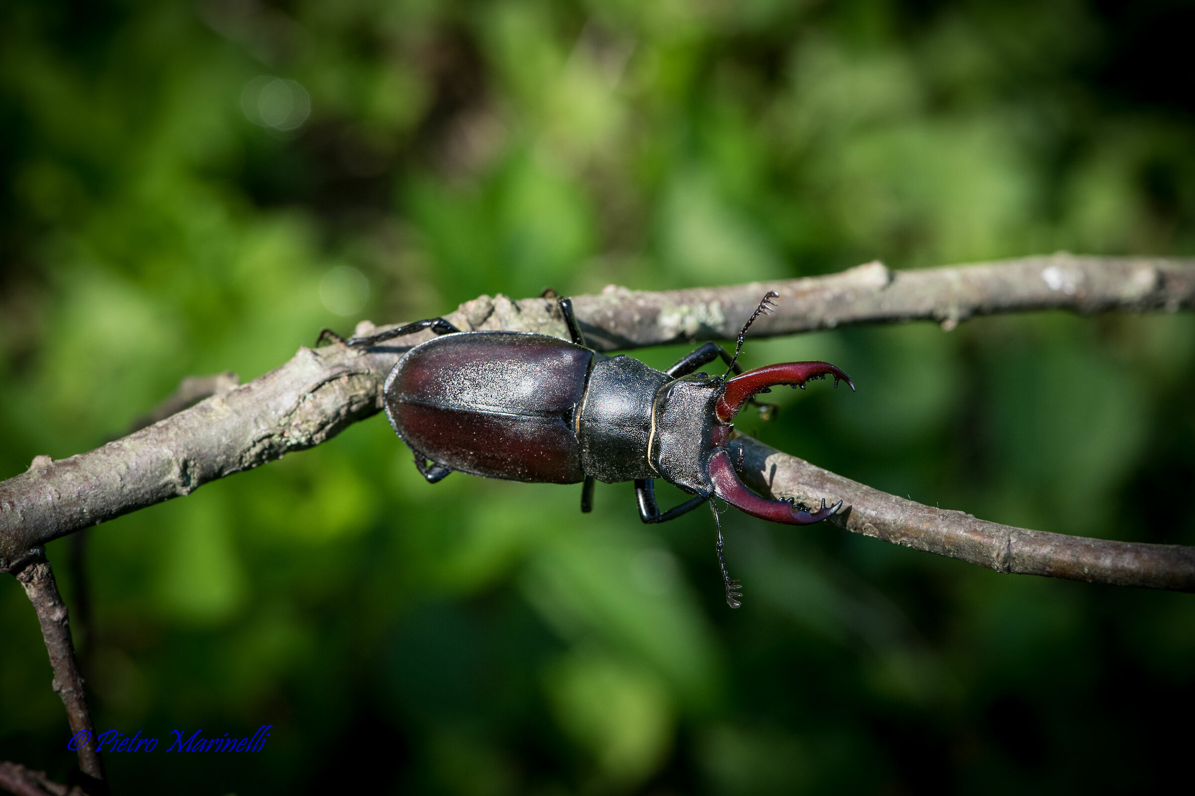 lucanus cervus