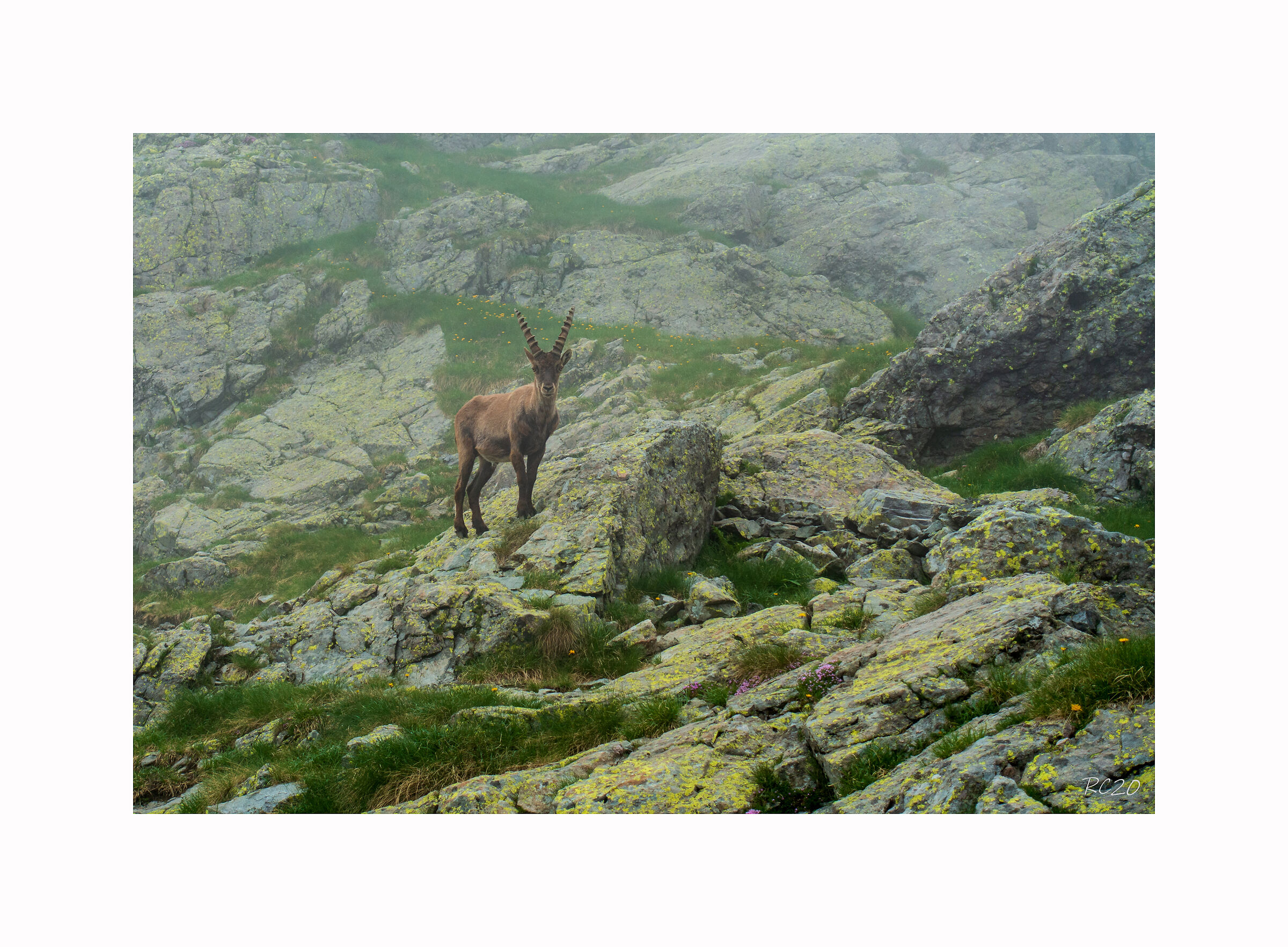 Stambecco in Alta Valgerola