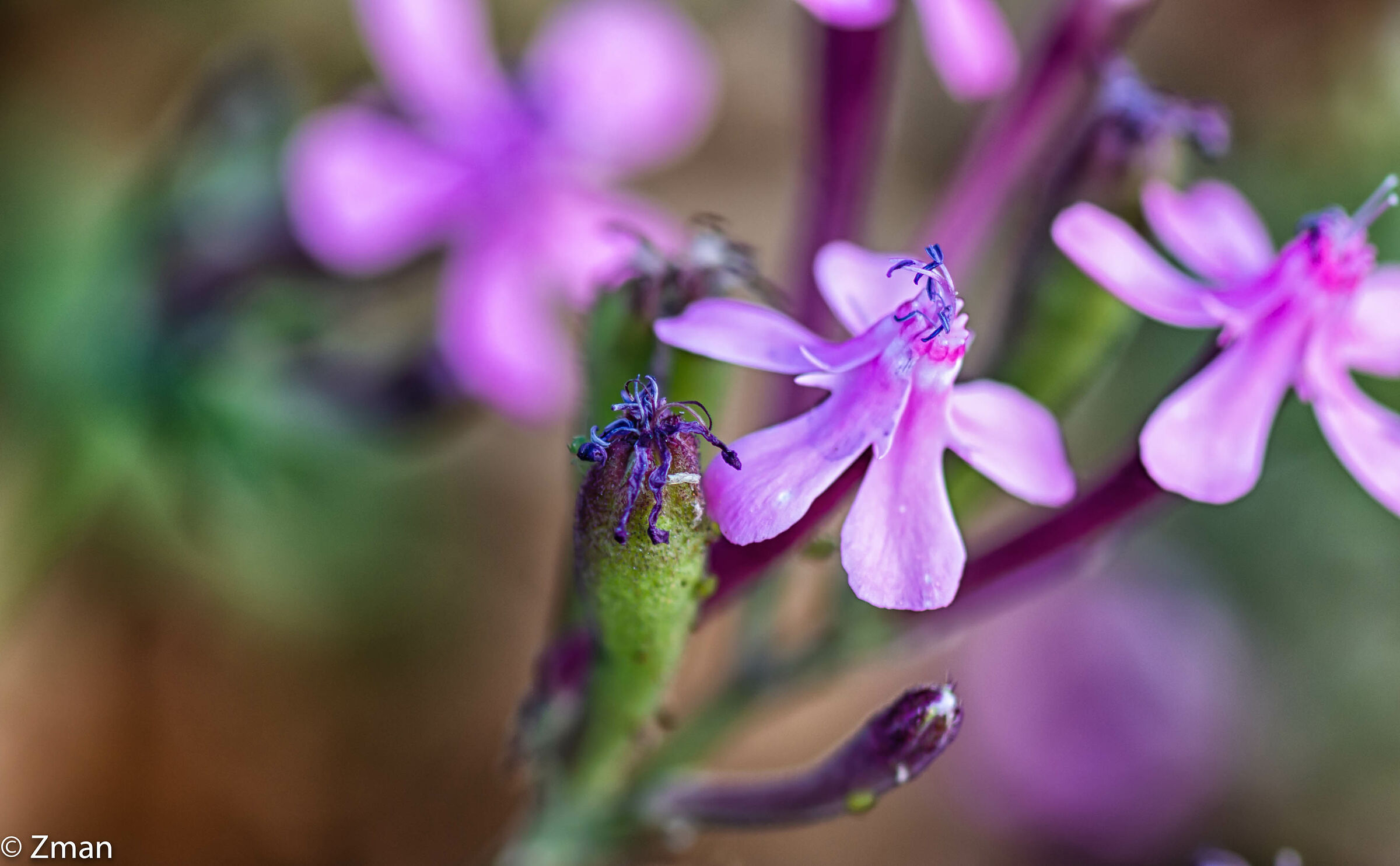 Garden Catchfly flower