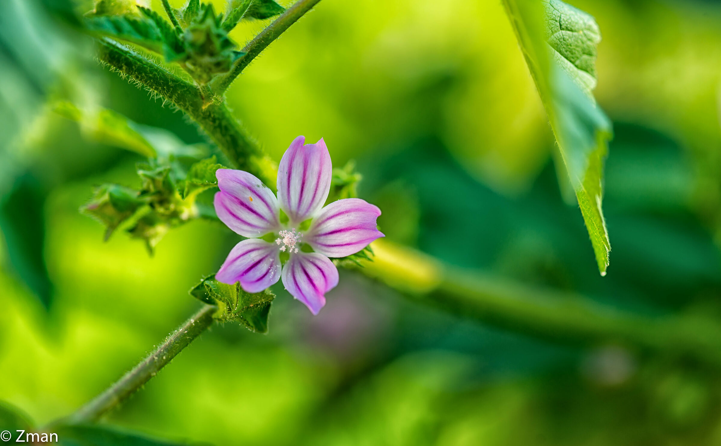 Common Mallow
