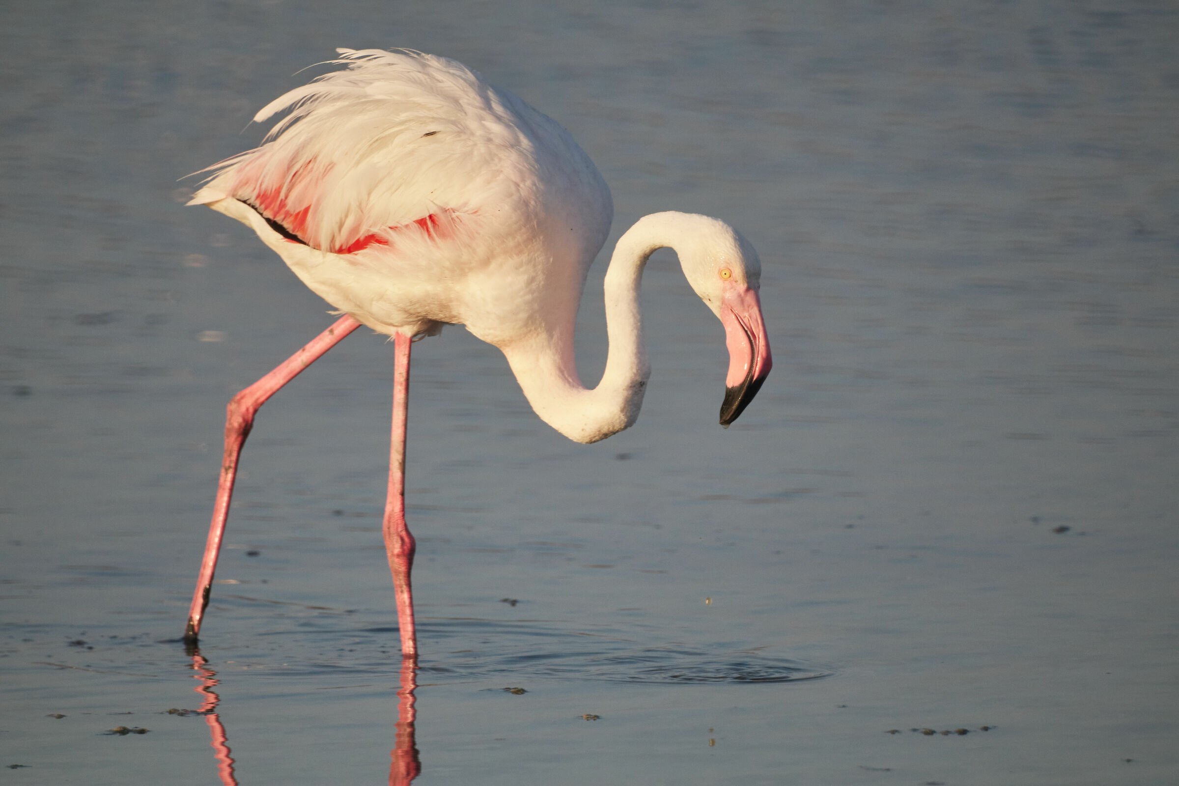 Pink flamingos, Quartu S. Elena, Sardinia 2020