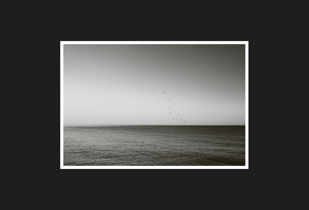 swallow on the Mediterranean, 2020