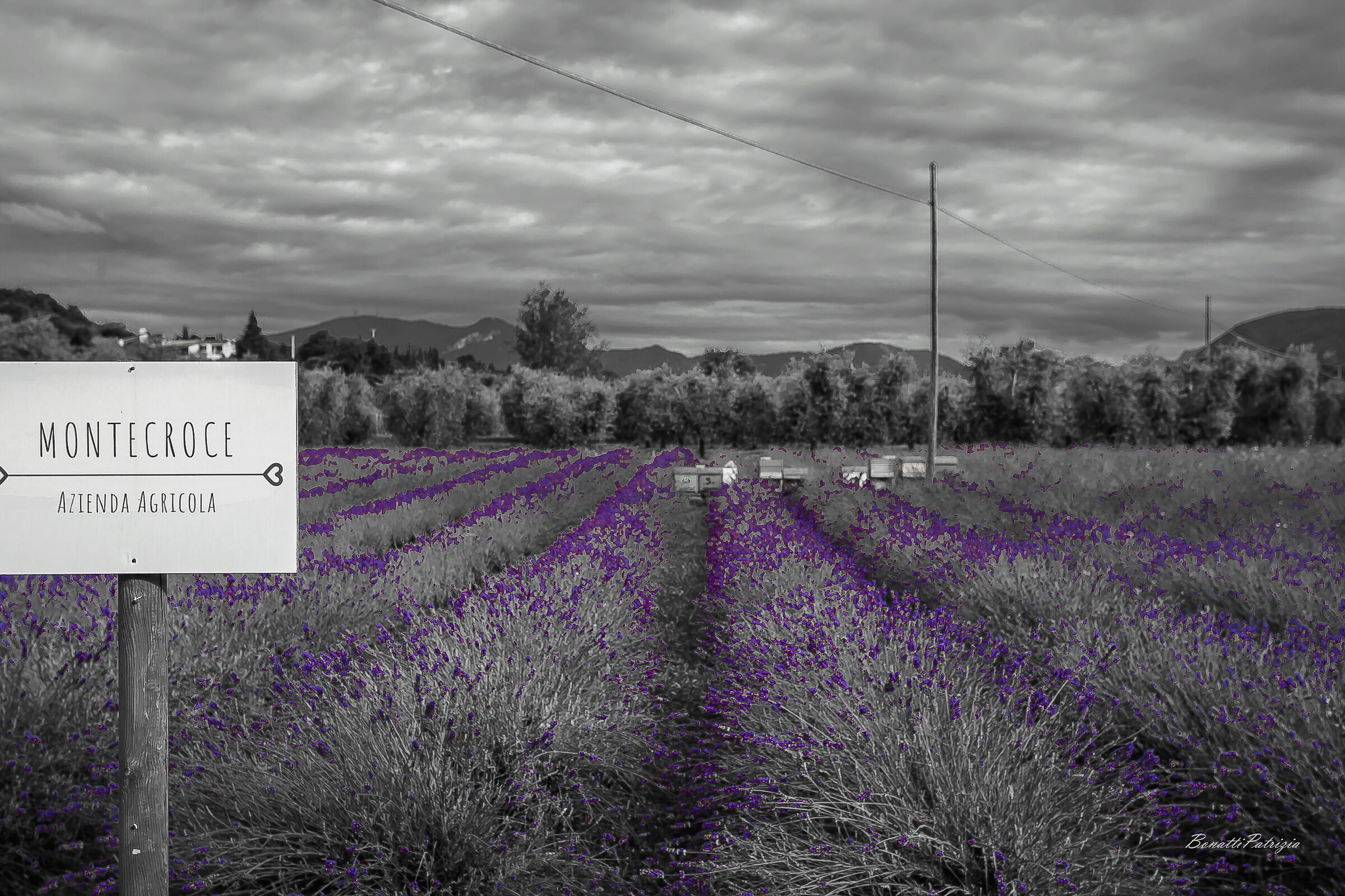 lavender-scented evening