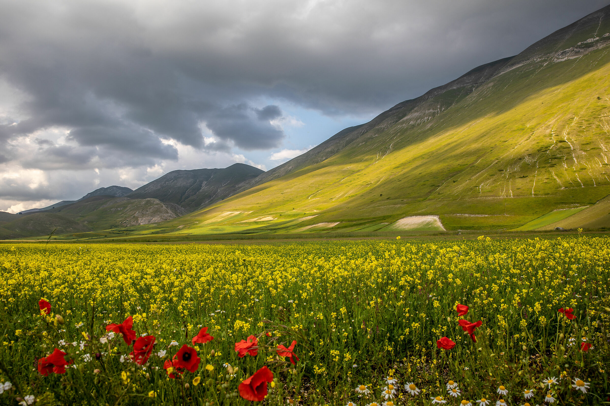 Ai piedi del monte Vettore: fioritura 2020