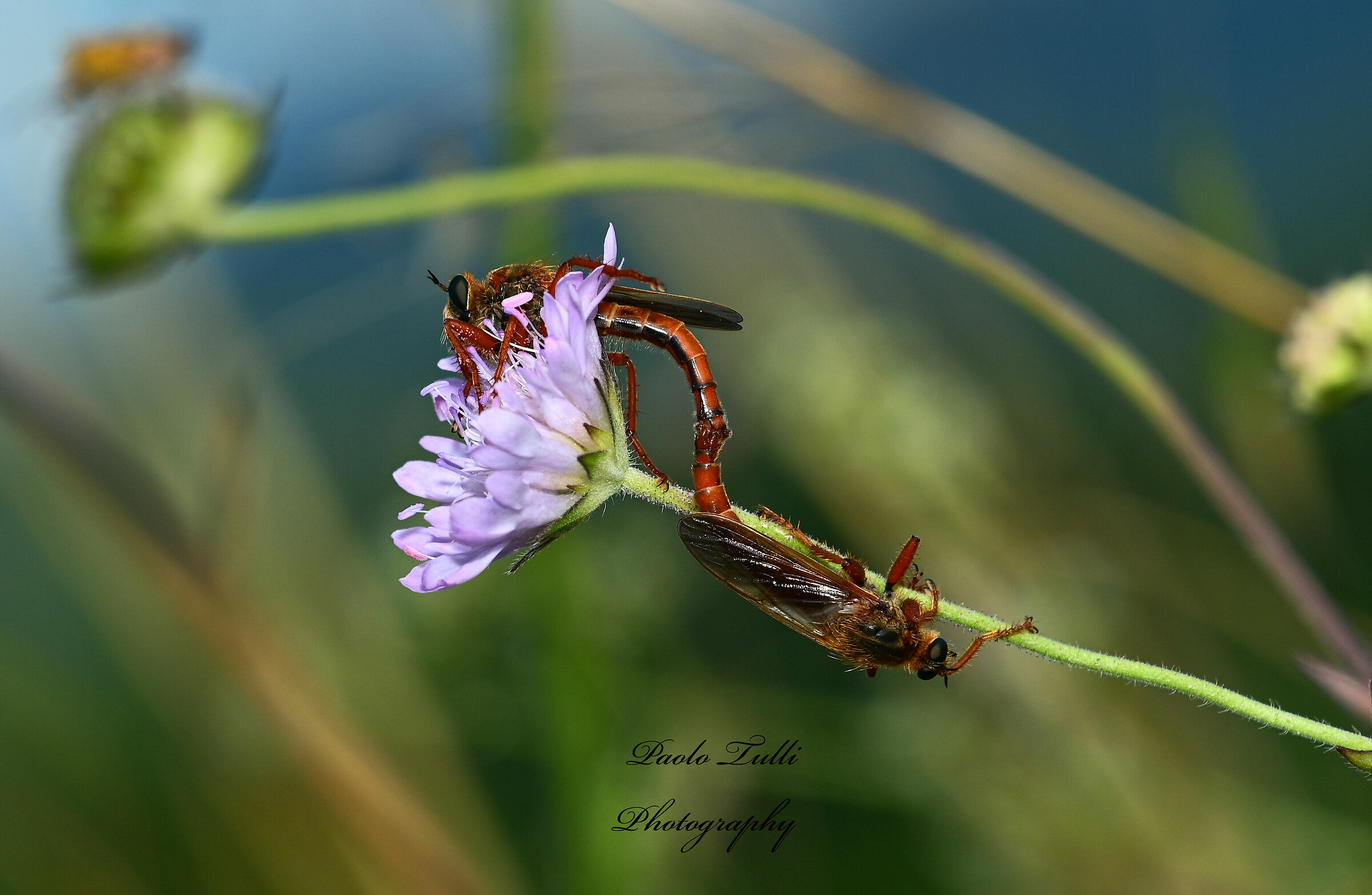 Asilidae , o mosca assassina.