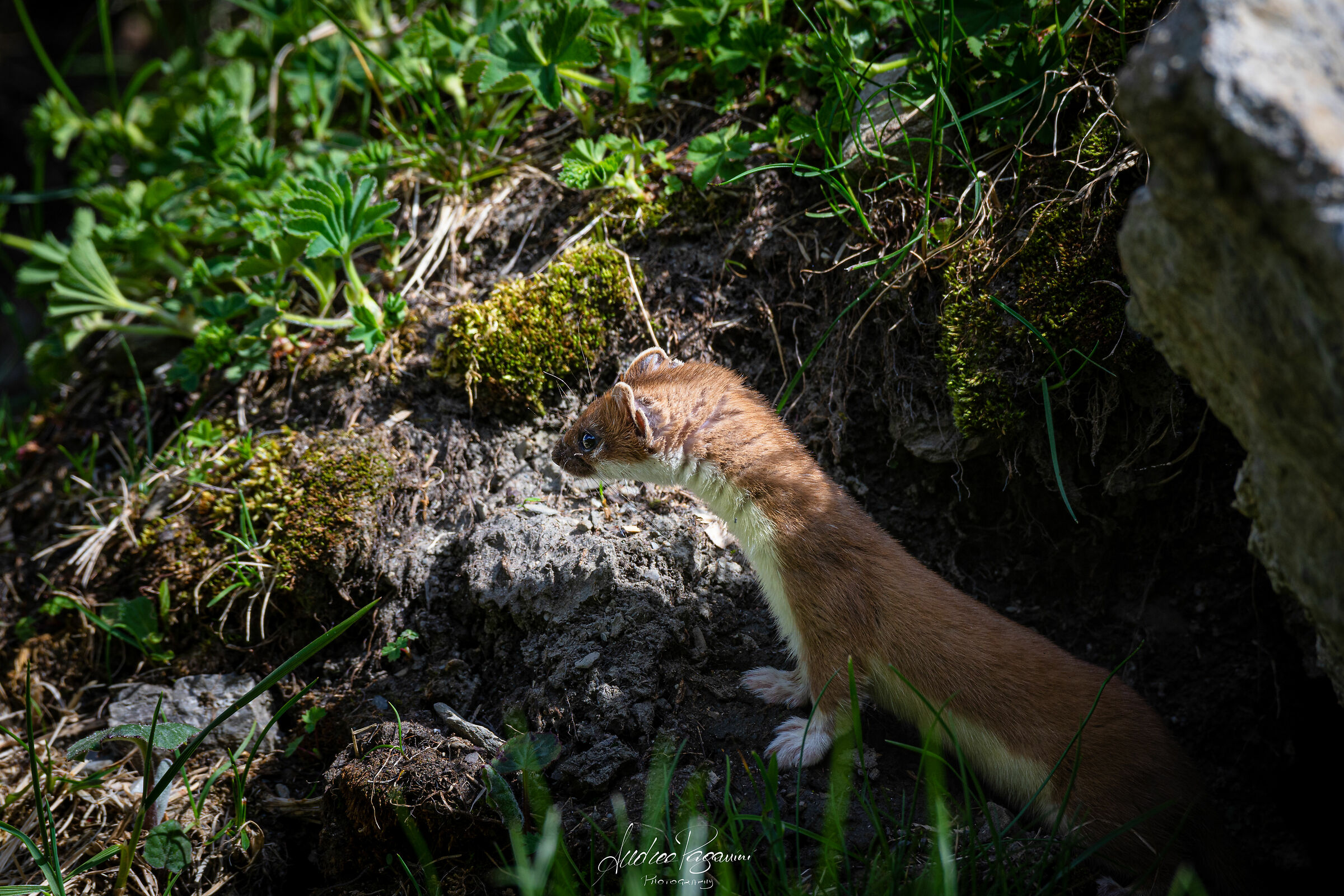 Ermellino [Mustela erminea]