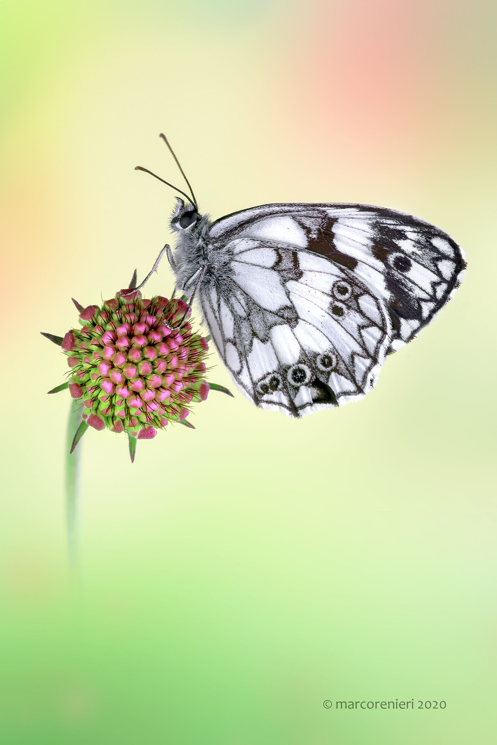 Melanargia etiquette