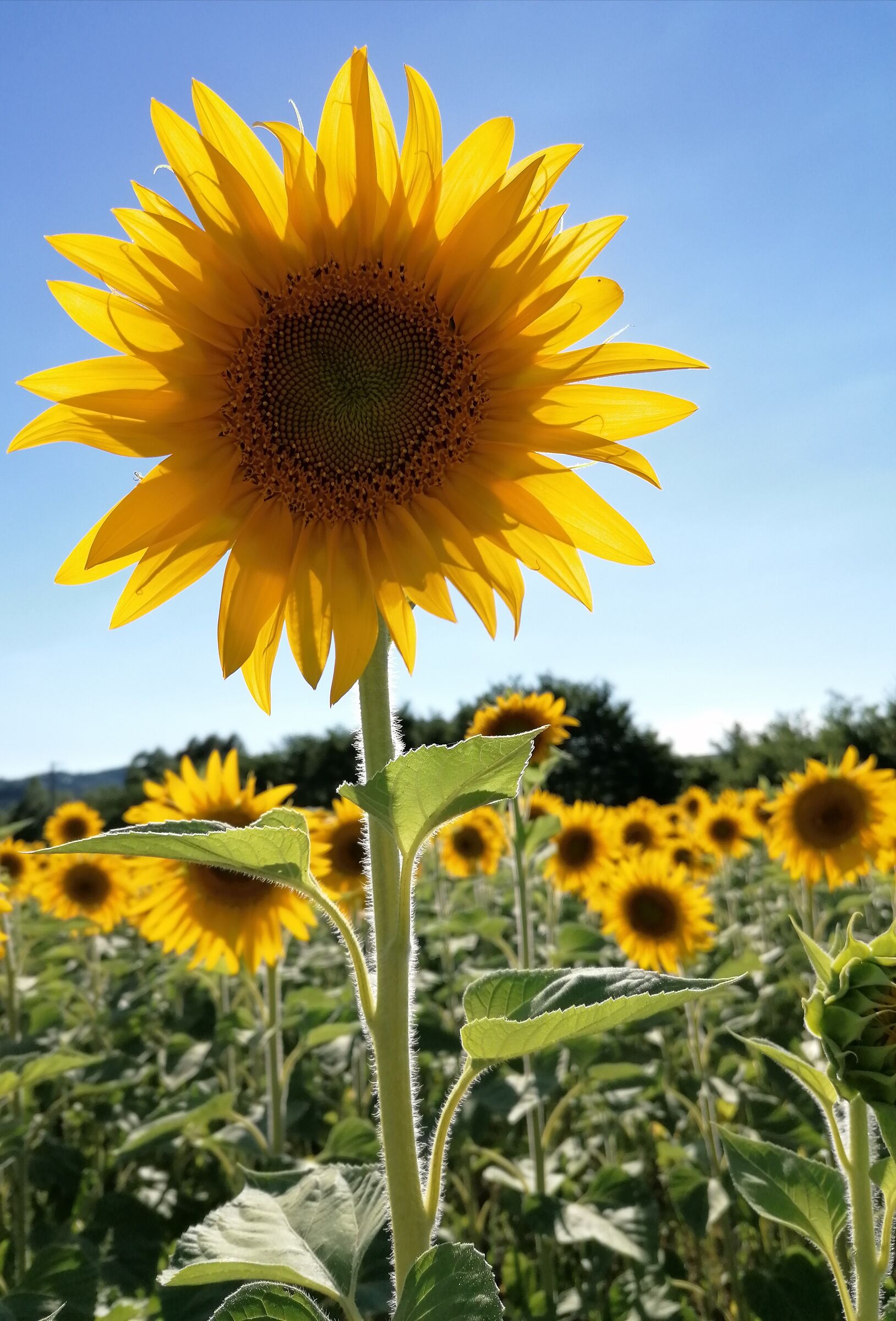 Sunflower in versus light