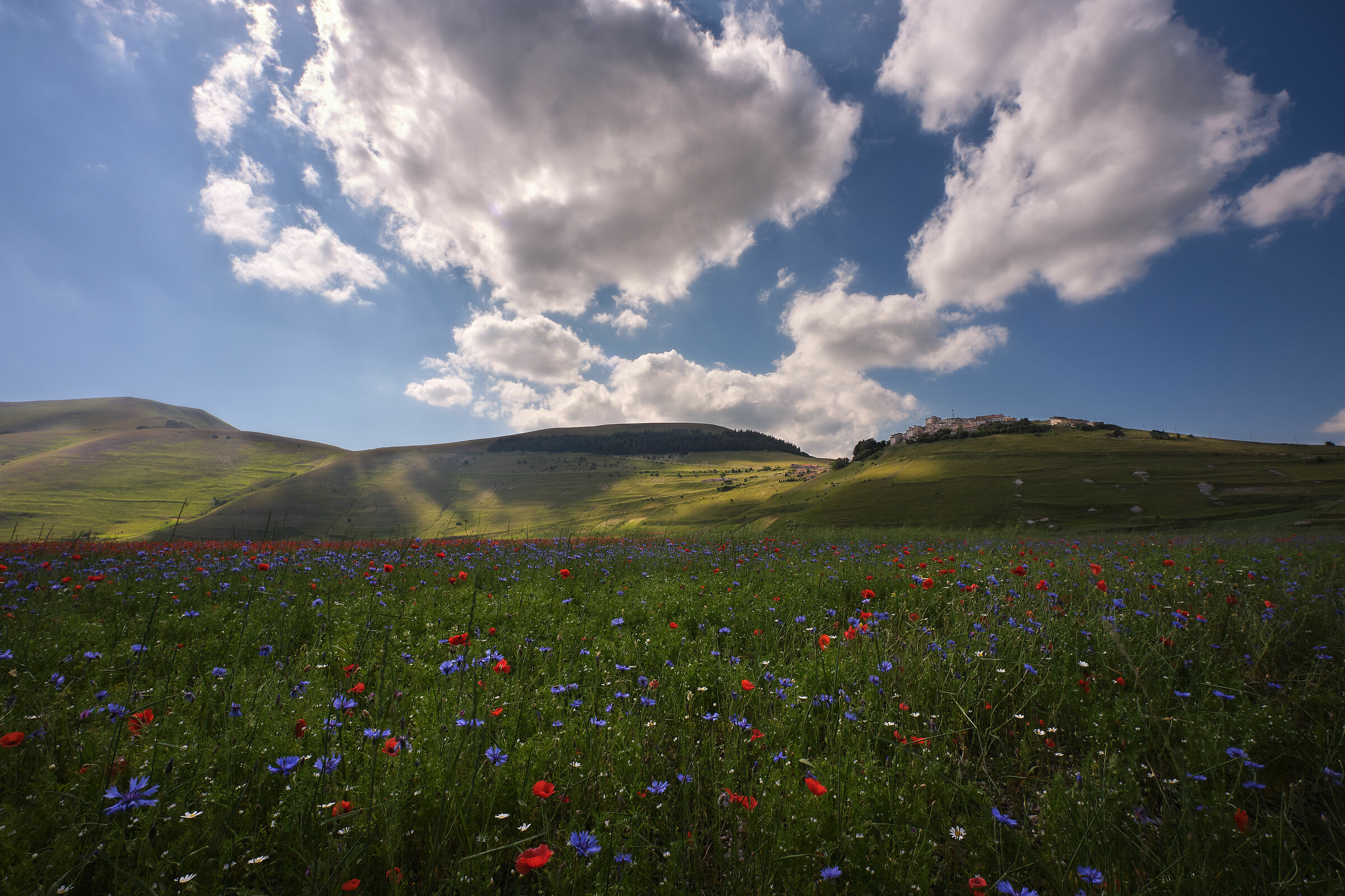 The flowering of 2020