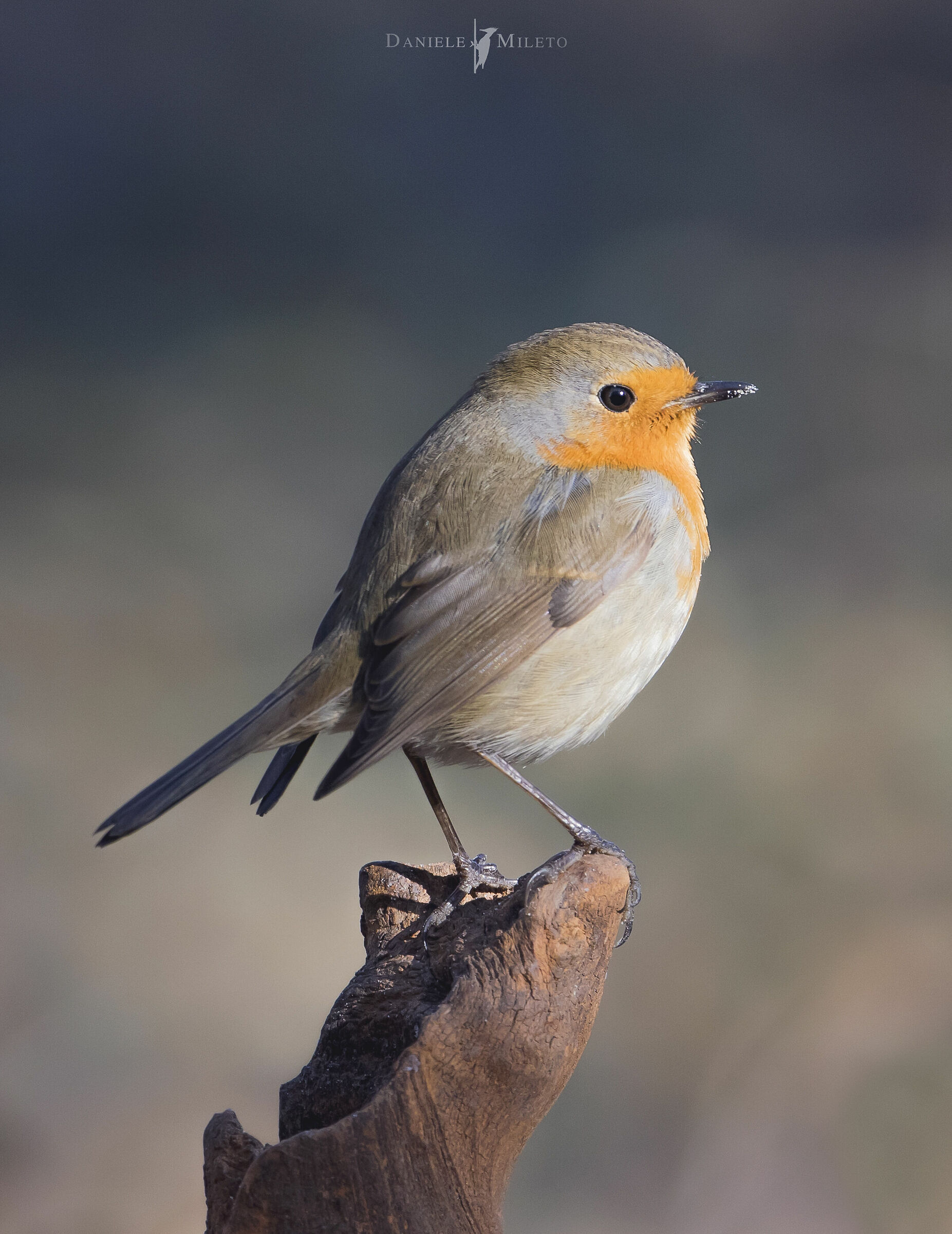 Pettirosso invernale