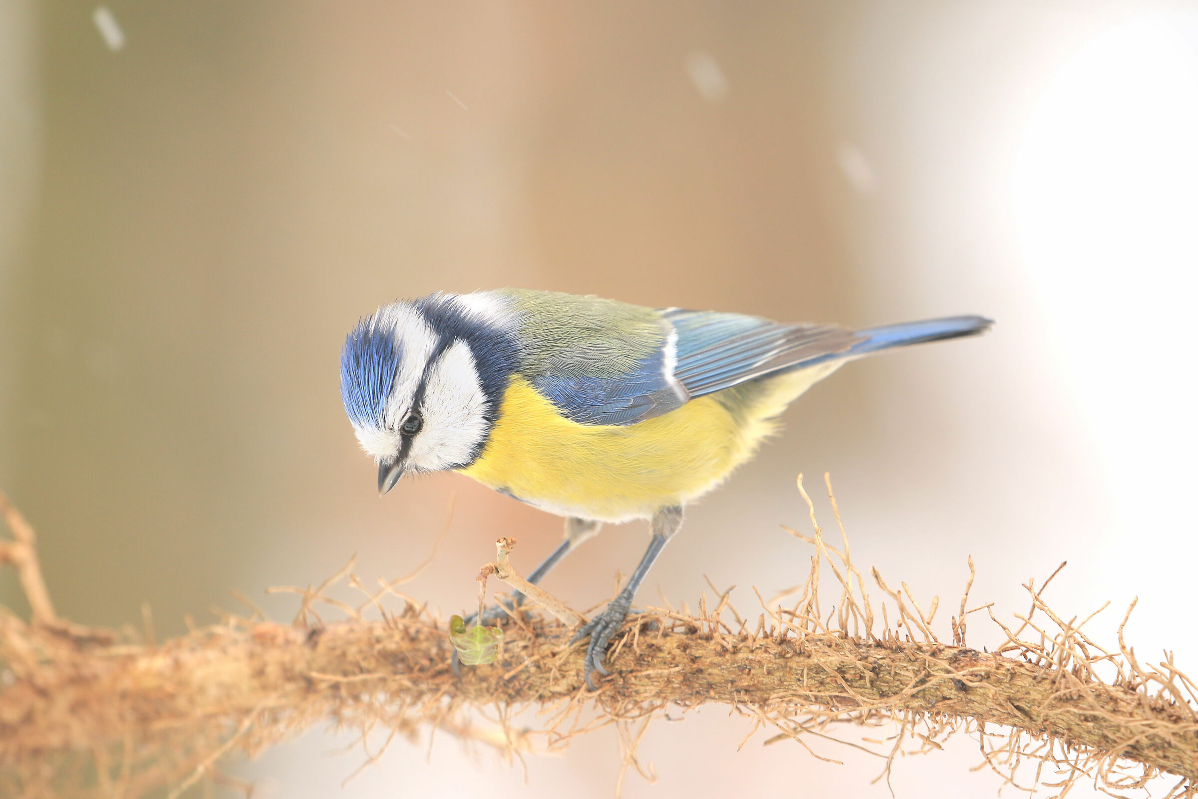 cinciarella invernale sotto nevischio