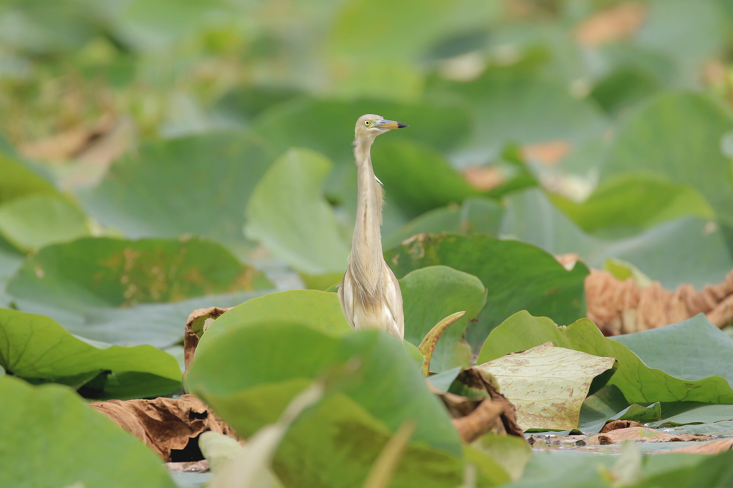 Sgarza Ciuffetto su foglio di fiori di loto
