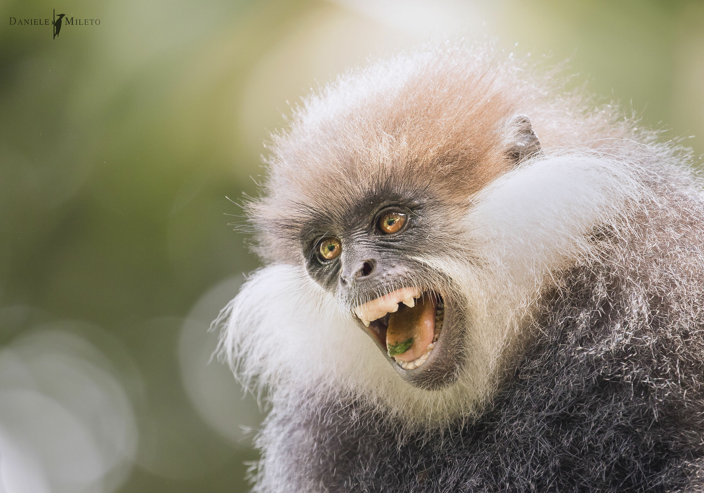 Langur faccia porpora