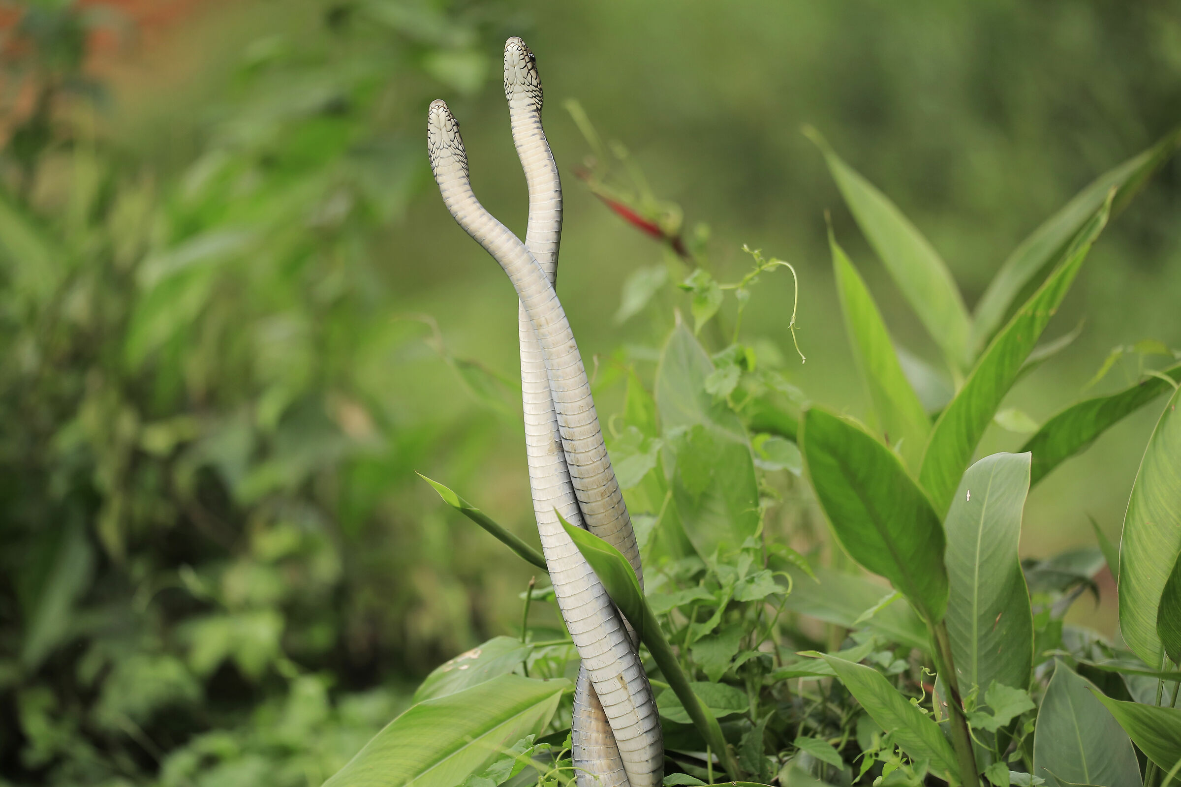 Sembra amore ma non è..