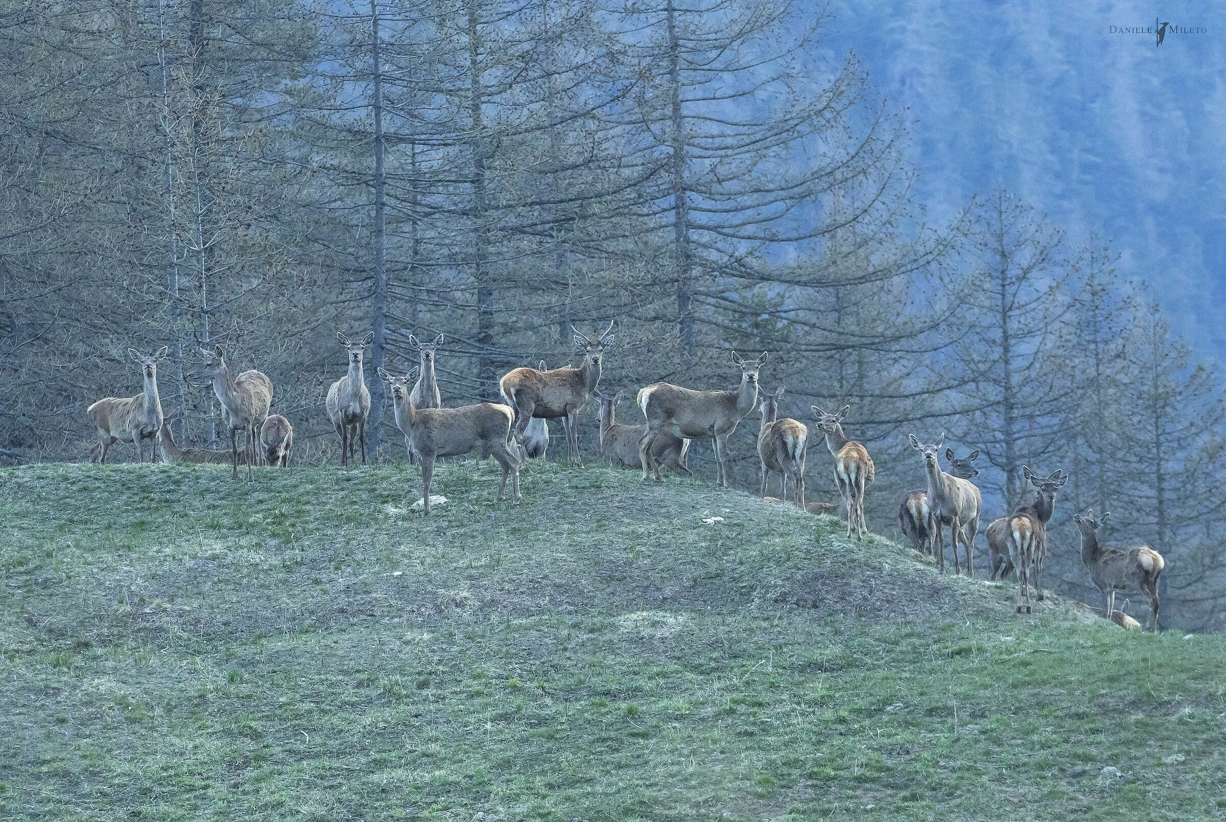 Branco di cervi al crepuscolo