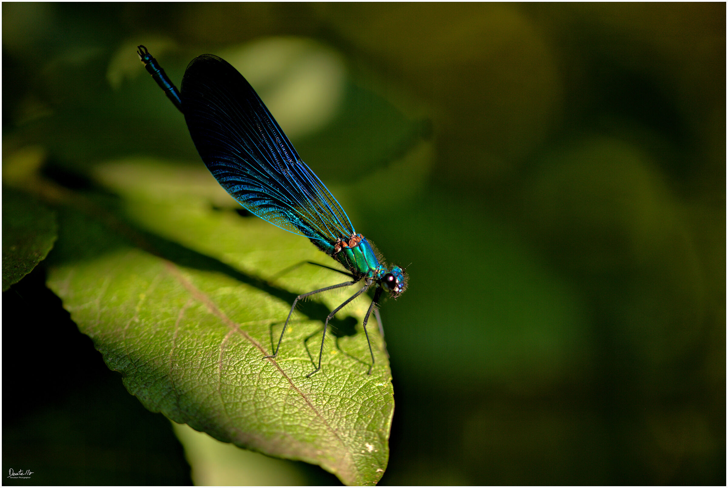 Blue Bridesmaid