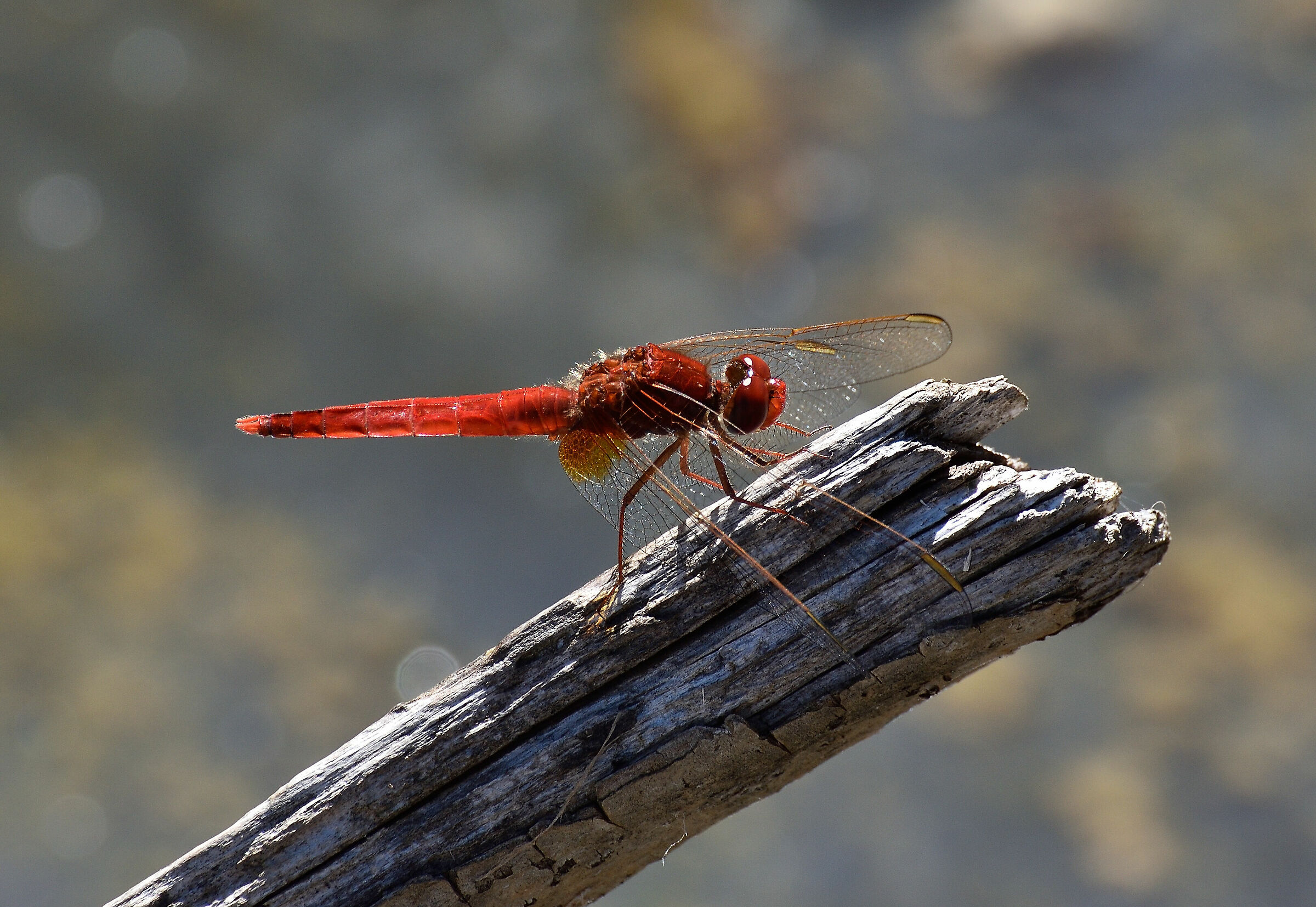 Red dragonfly