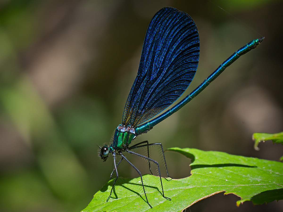 Damsel