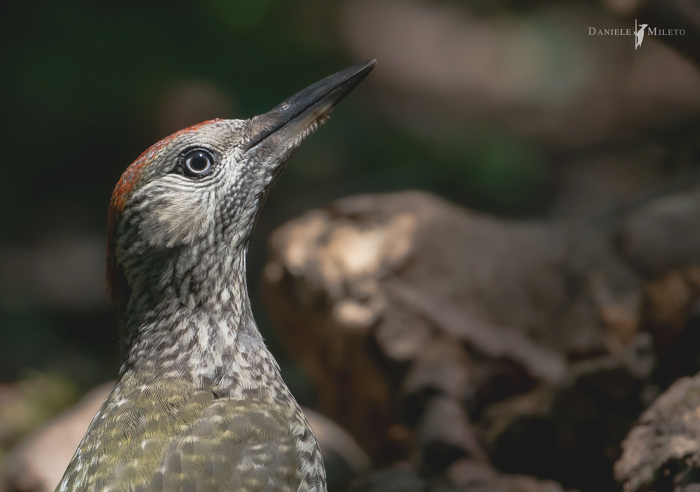 Picchio verde a terra
