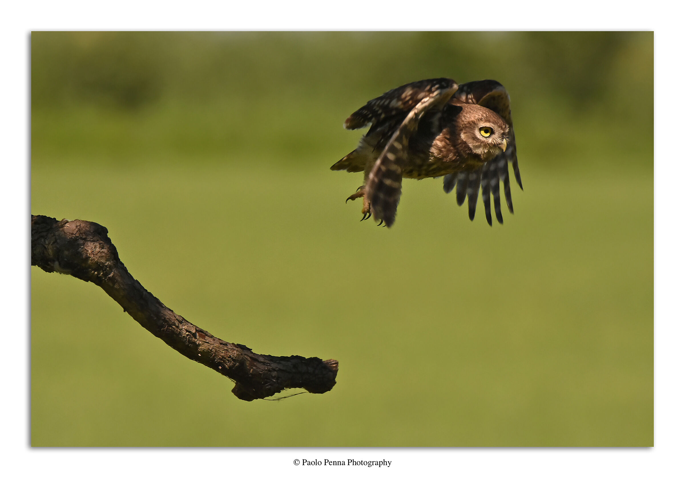 Il volo della civetta