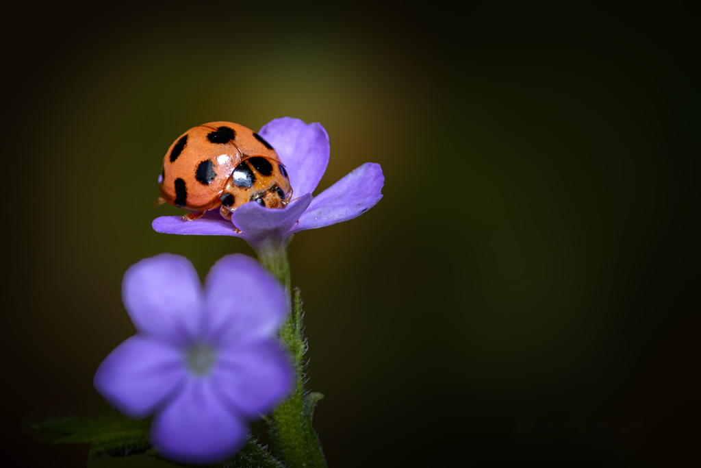 Una coccinella