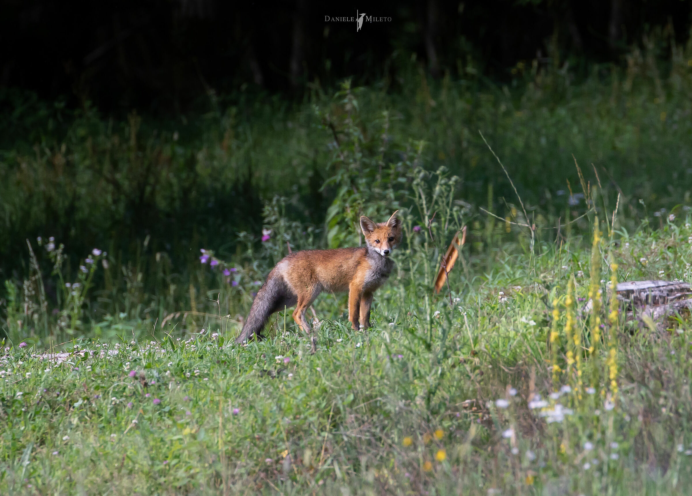 La cornuta piu bella che conosco - Giovane volpe rossa