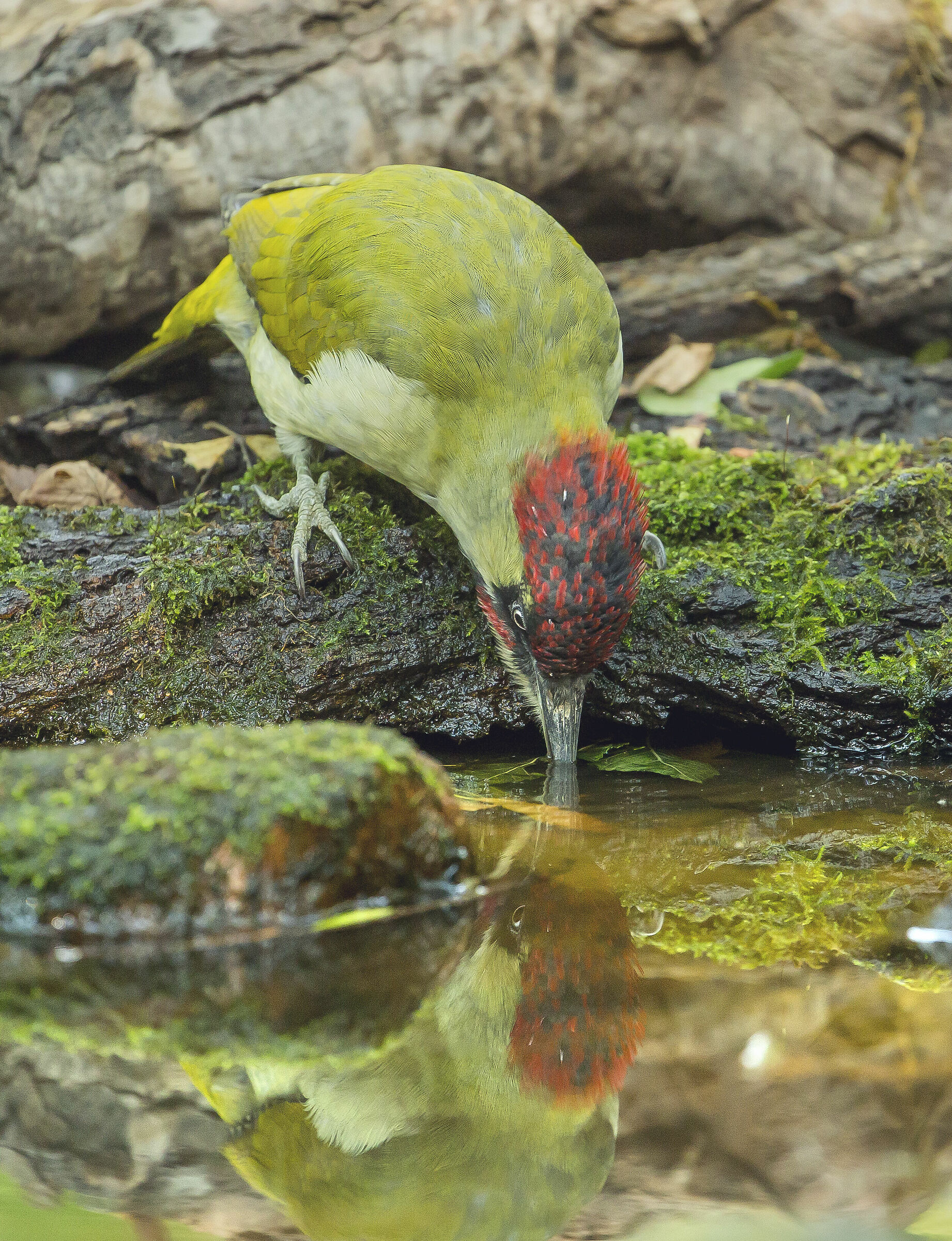 l'abbeverata del Picchio verde