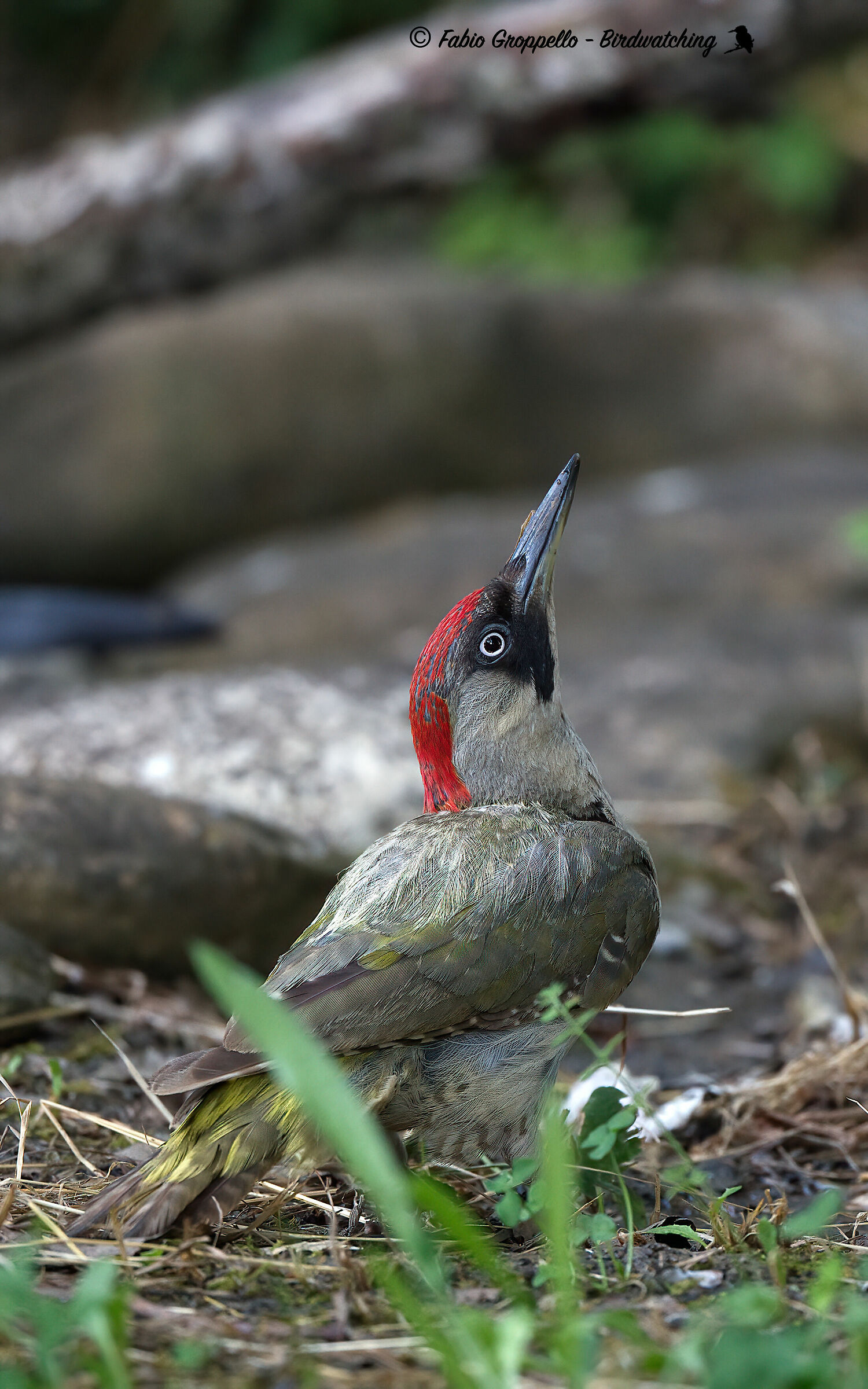 Green woodpecker, adult, female