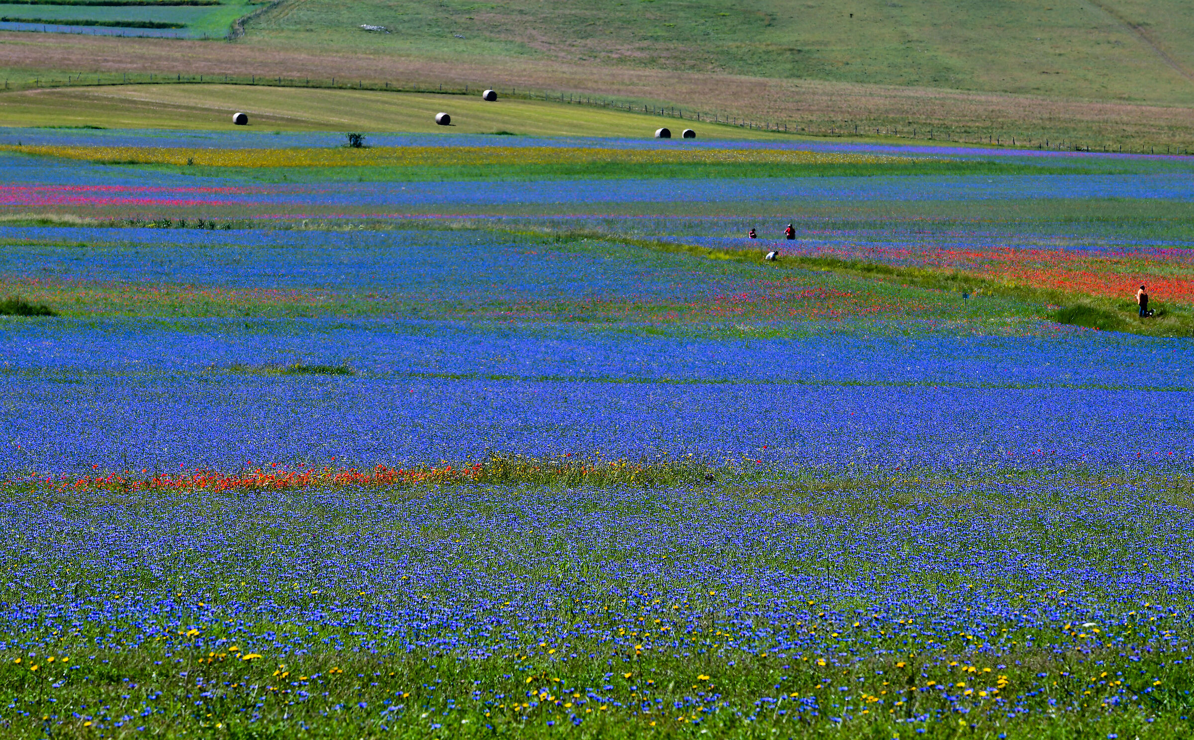 Castelluccio di Norcia (Pg)-Fioritura 2020