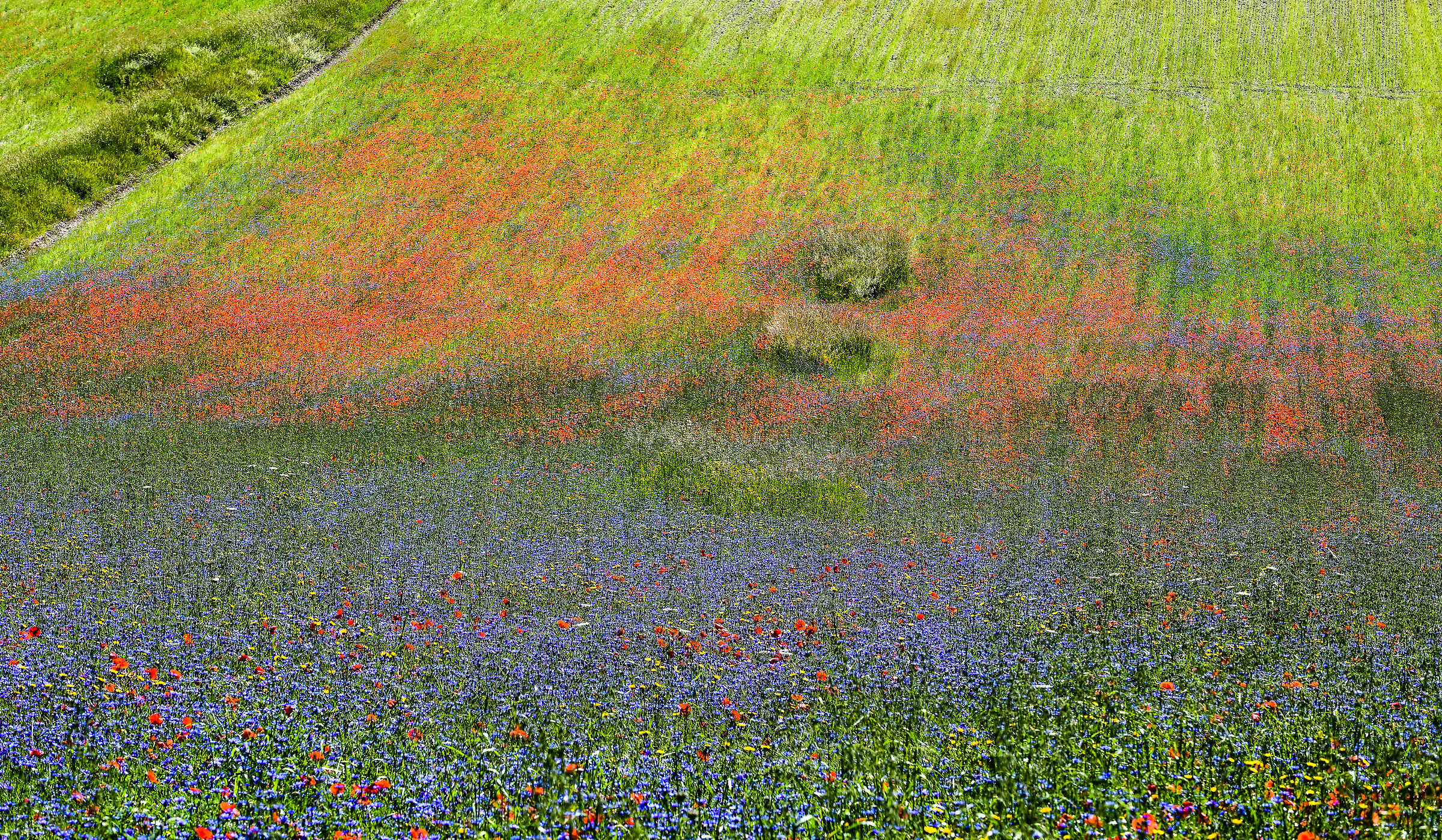 Castelluccio di Norcia (Pg)-Fioritura 2020